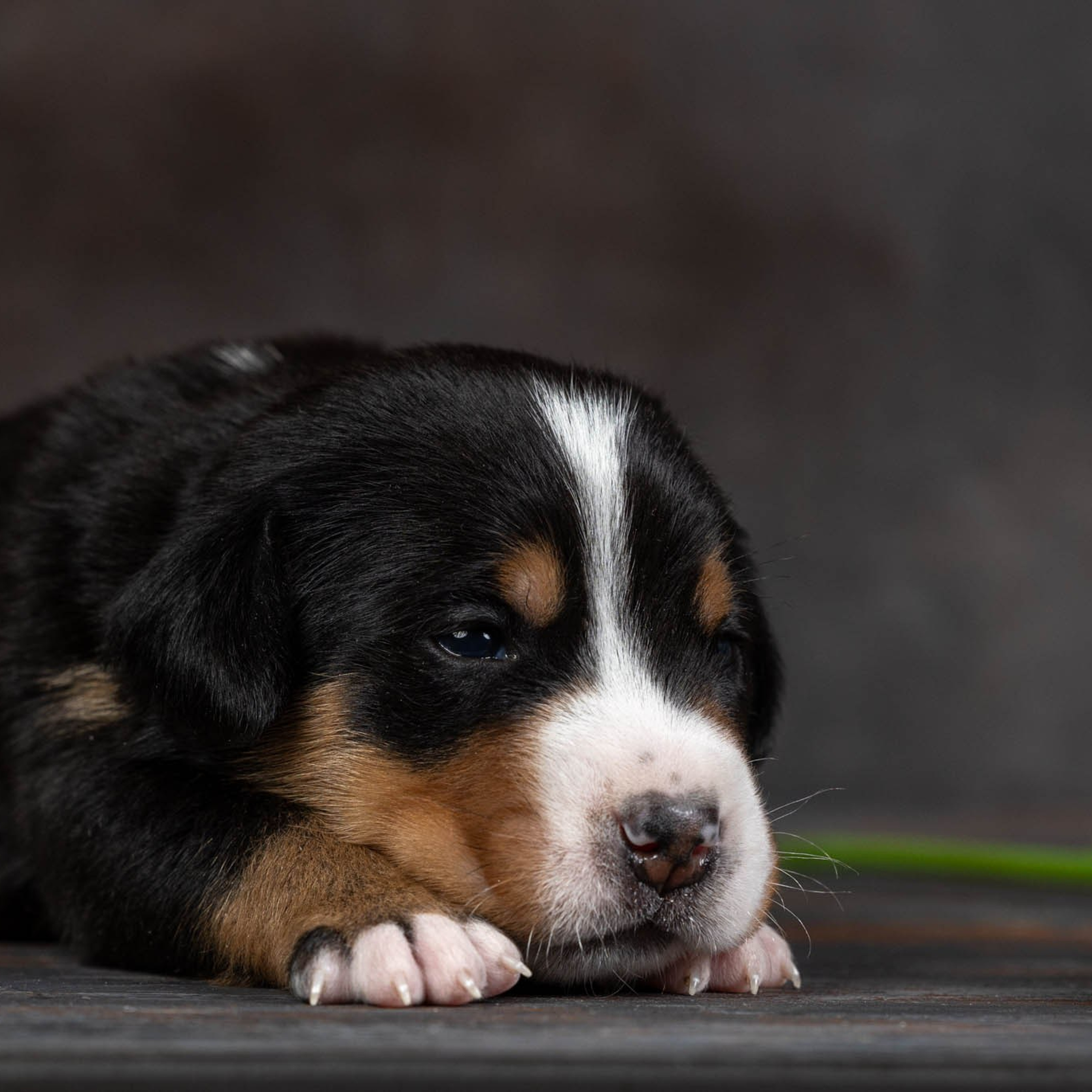 Щенки зенненхунда. Питомник Больших Швейцарских Зенненхундов в Калужской области / Москва
