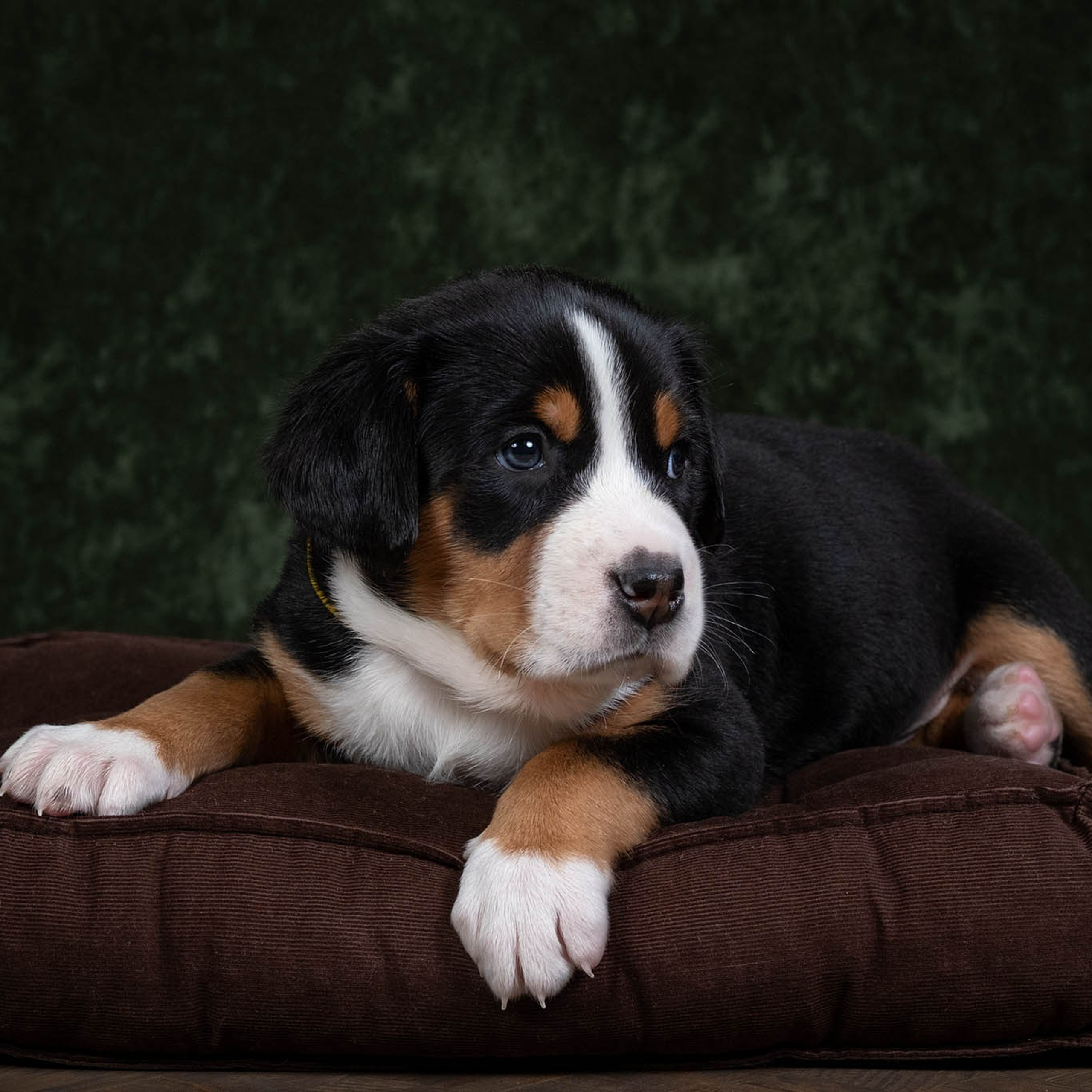 Щенки зенненхунда. Питомник Больших Швейцарских Зенненхундов в Калужской области / Москва