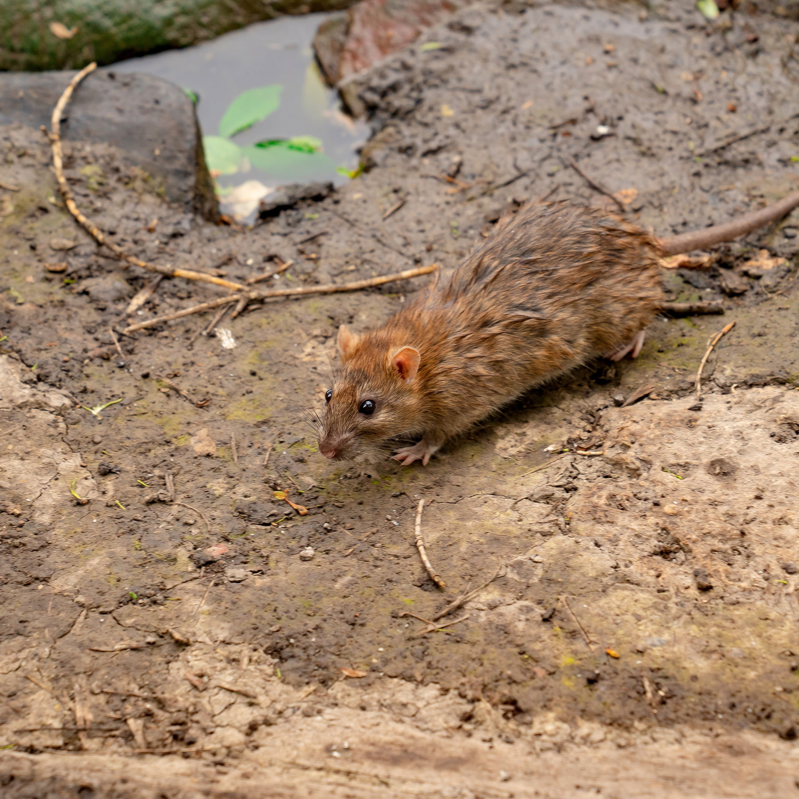 Фото Ростова-на-Дону скачать бесплатно | Красивые виды города, достопримечательности, фасады заведений. Свадебный и семейный фотограф в Ростове-на-Дону. Андрей Сайфутдинов