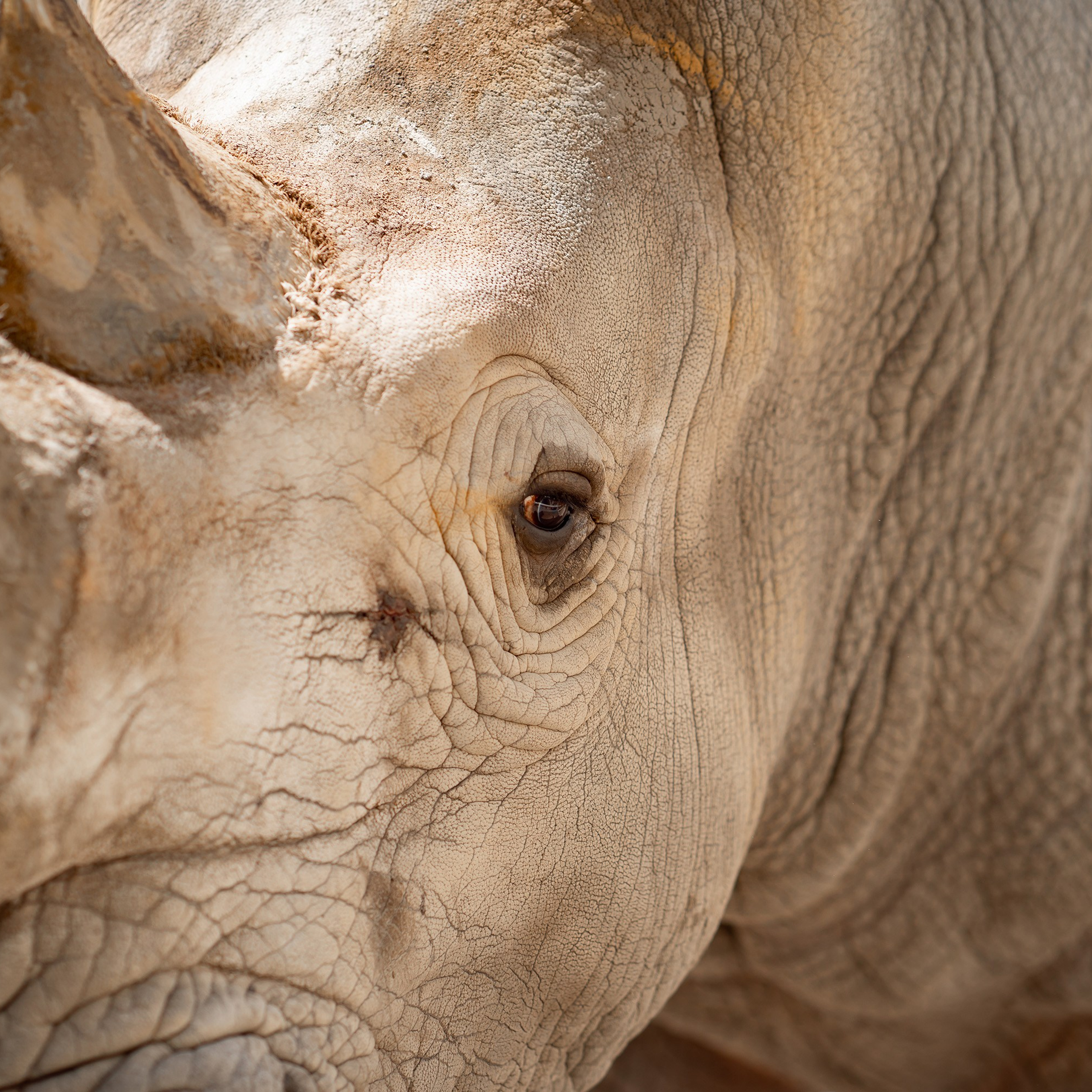 Фото Ростова-на-Дону скачать бесплатно | Красивые виды города, достопримечательности, фасады заведений. Свадебный и семейный фотограф в Ростове-на-Дону. Андрей Сайфутдинов