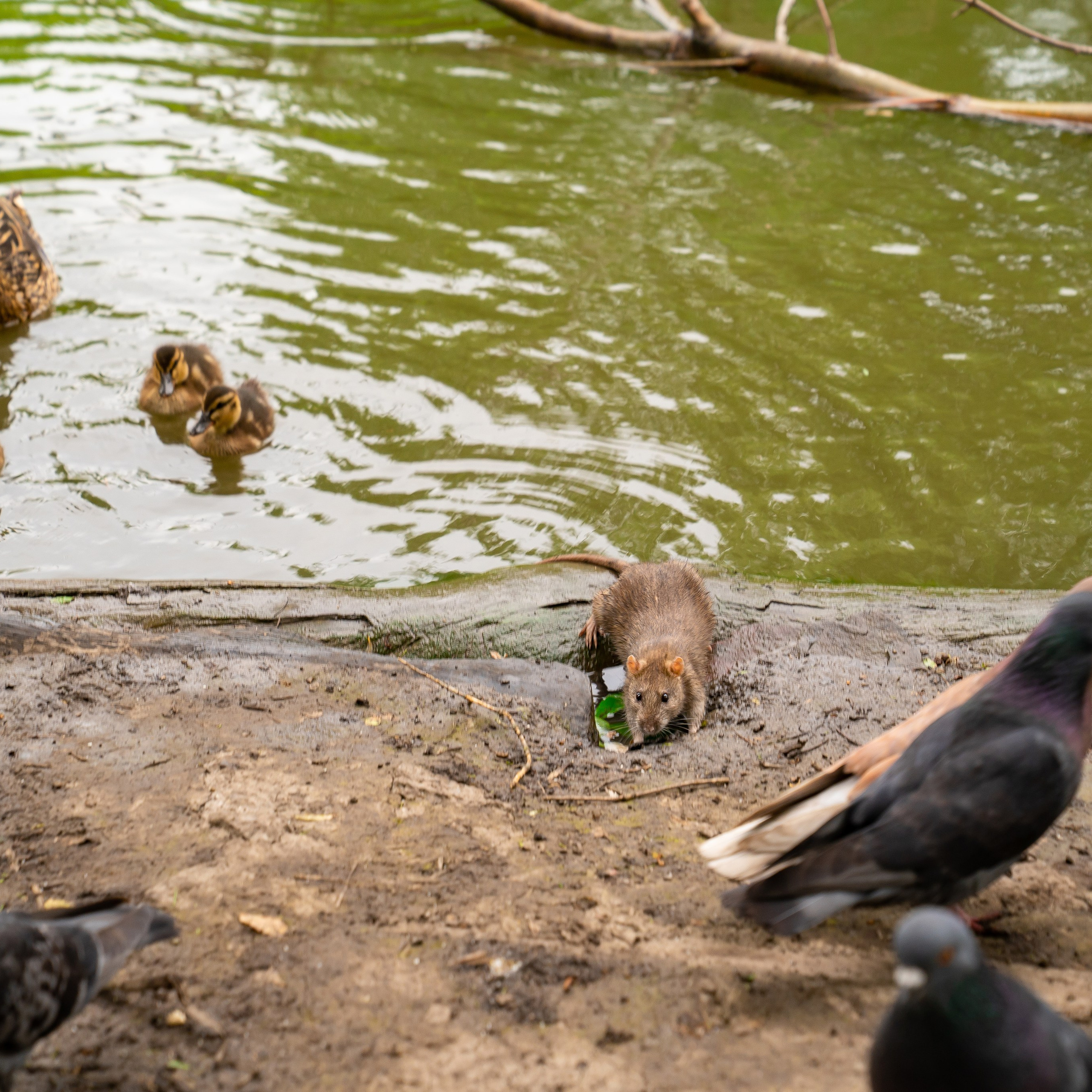 Фото Ростова-на-Дону скачать бесплатно | Красивые виды города, достопримечательности, фасады заведений. Свадебный и семейный фотограф в Ростове-на-Дону. Андрей Сайфутдинов