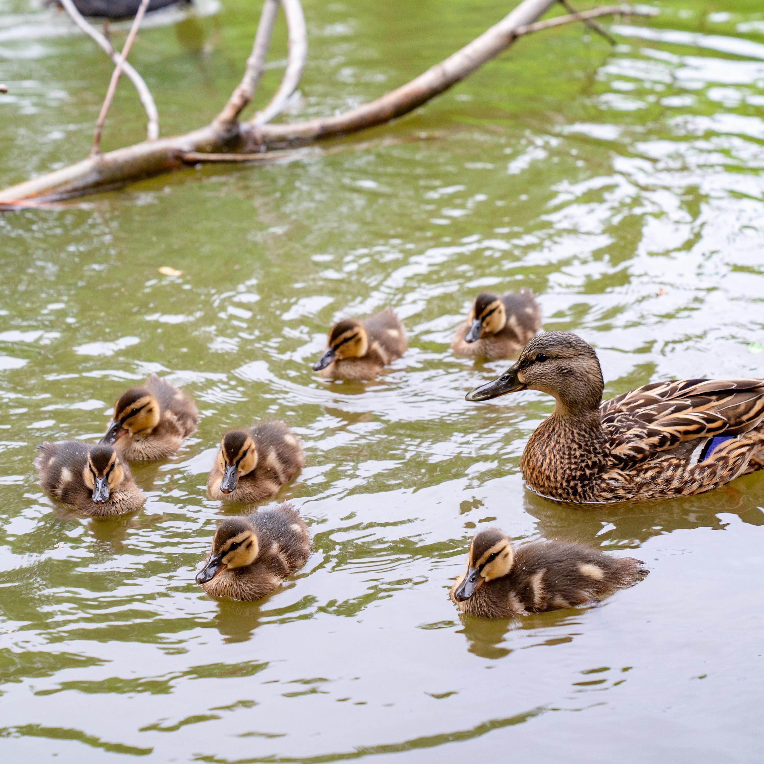 Фото Ростова-на-Дону скачать бесплатно | Красивые виды города, достопримечательности, фасады заведений. Свадебный и семейный фотограф в Ростове-на-Дону. Андрей Сайфутдинов