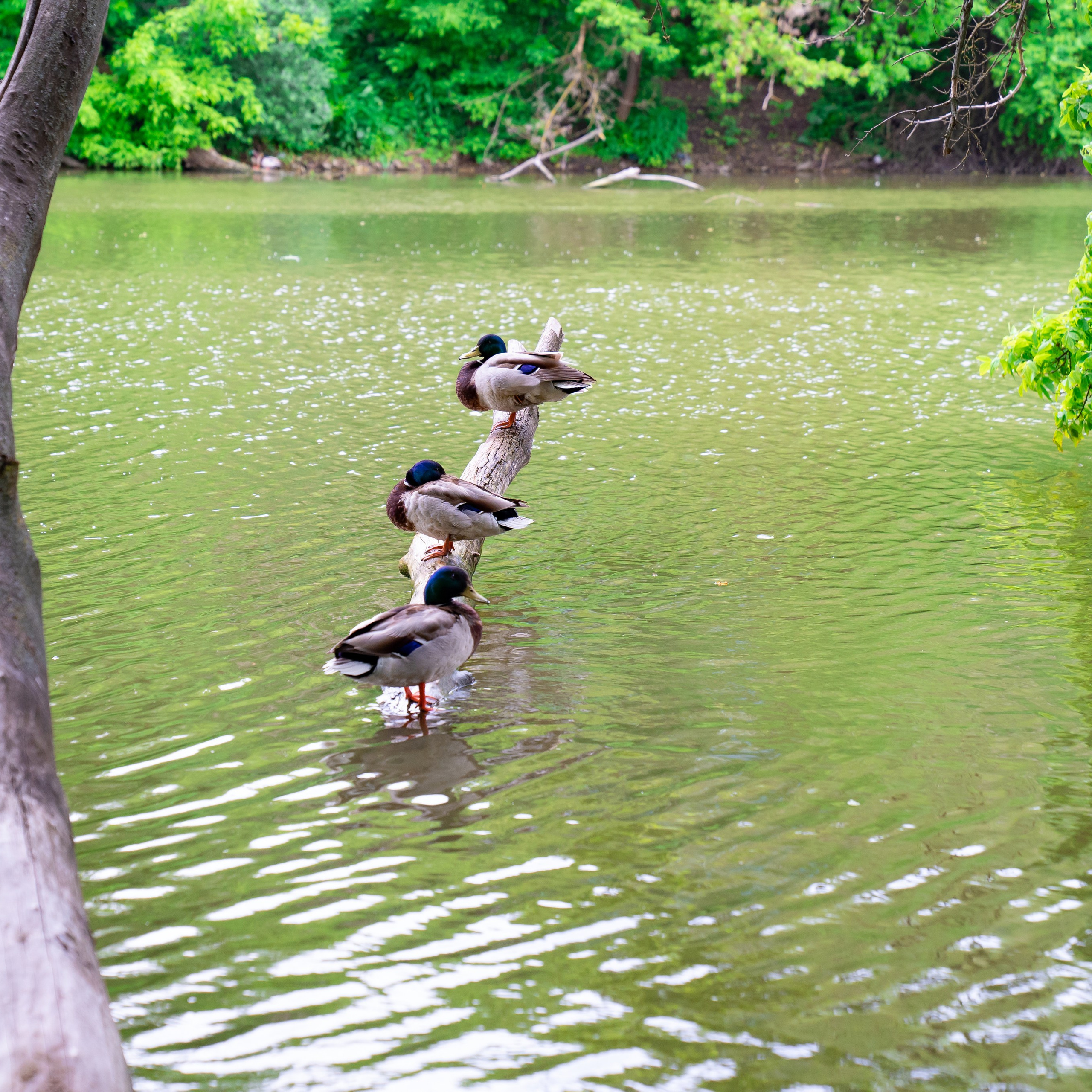Фото Ростова-на-Дону скачать бесплатно | Красивые виды города, достопримечательности, фасады заведений. Свадебный и семейный фотограф в Ростове-на-Дону. Андрей Сайфутдинов