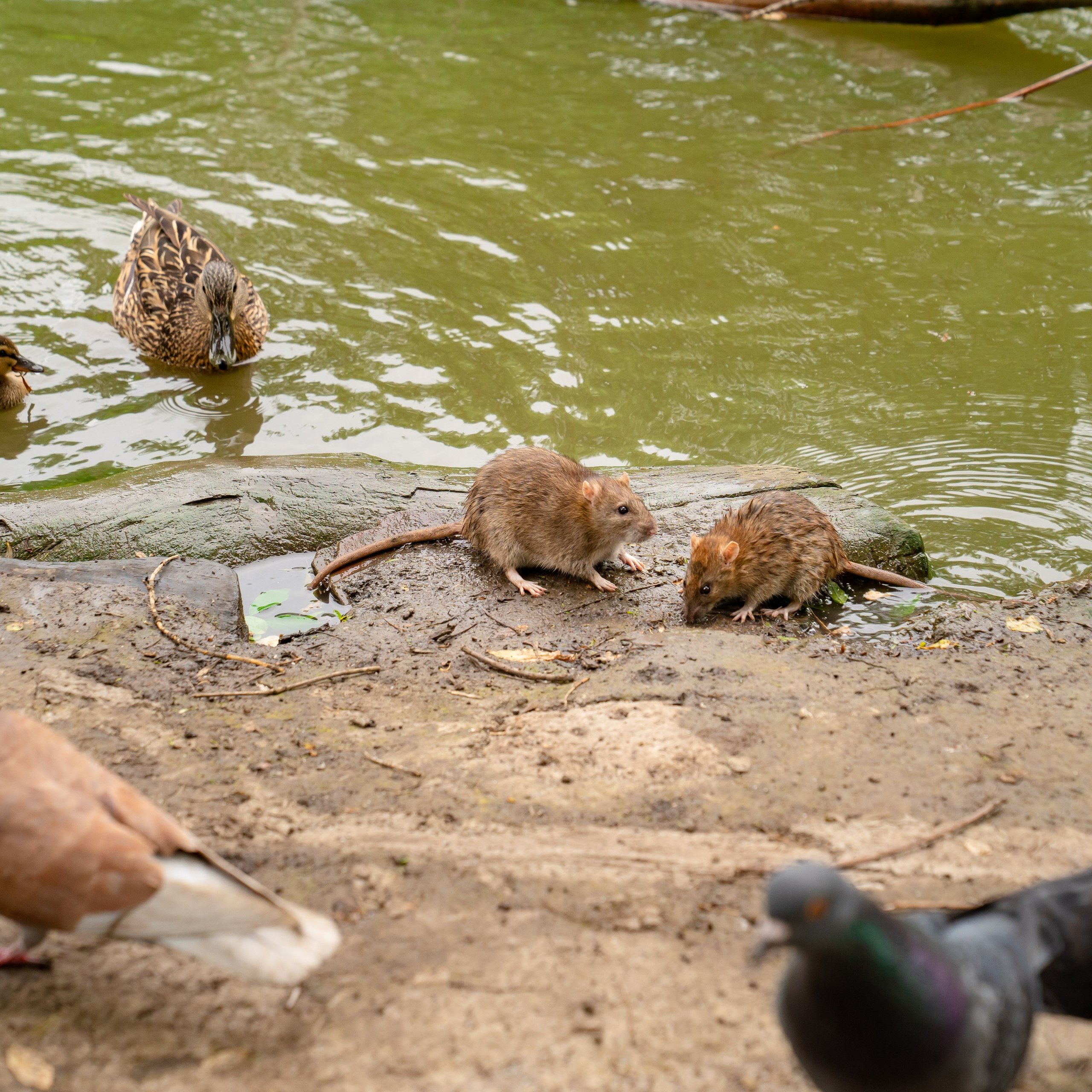 Фото Ростова-на-Дону скачать бесплатно | Красивые виды города, достопримечательности, фасады заведений. Свадебный и семейный фотограф в Ростове-на-Дону. Андрей Сайфутдинов