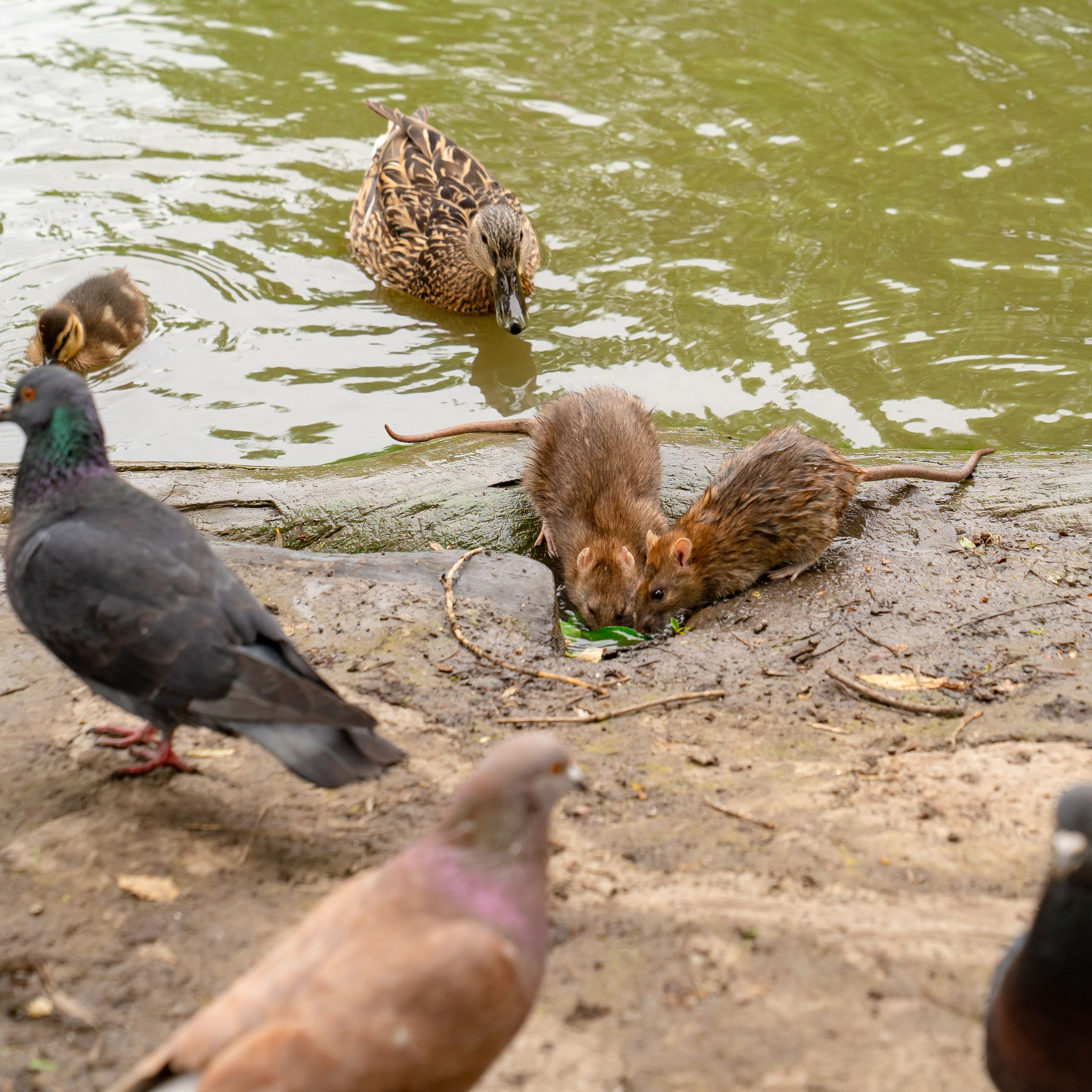 Фото Ростова-на-Дону скачать бесплатно | Красивые виды города, достопримечательности, фасады заведений. Свадебный и семейный фотограф в Ростове-на-Дону. Андрей Сайфутдинов