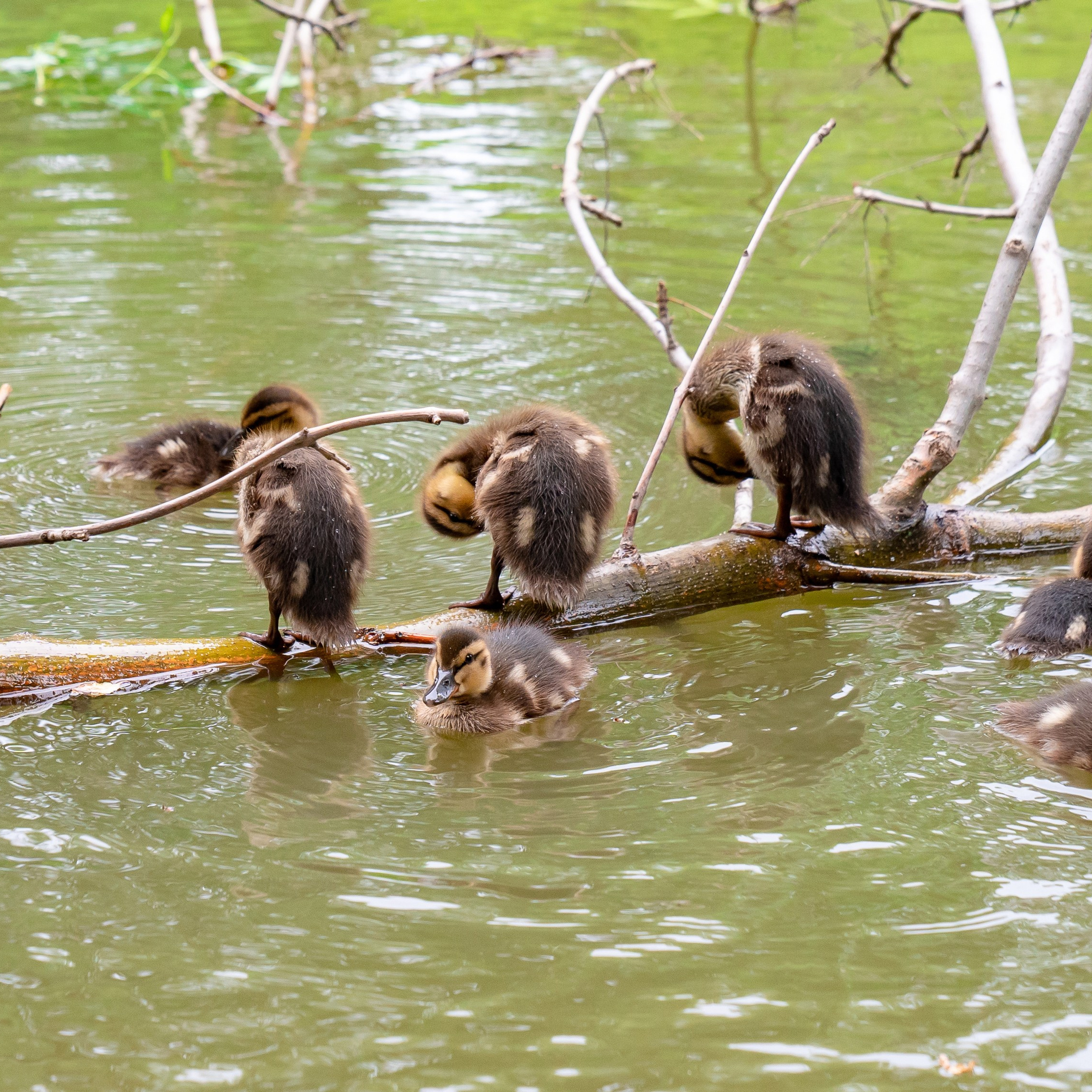 Фото Ростова-на-Дону скачать бесплатно | Красивые виды города, достопримечательности, фасады заведений. Свадебный и семейный фотограф в Ростове-на-Дону. Андрей Сайфутдинов