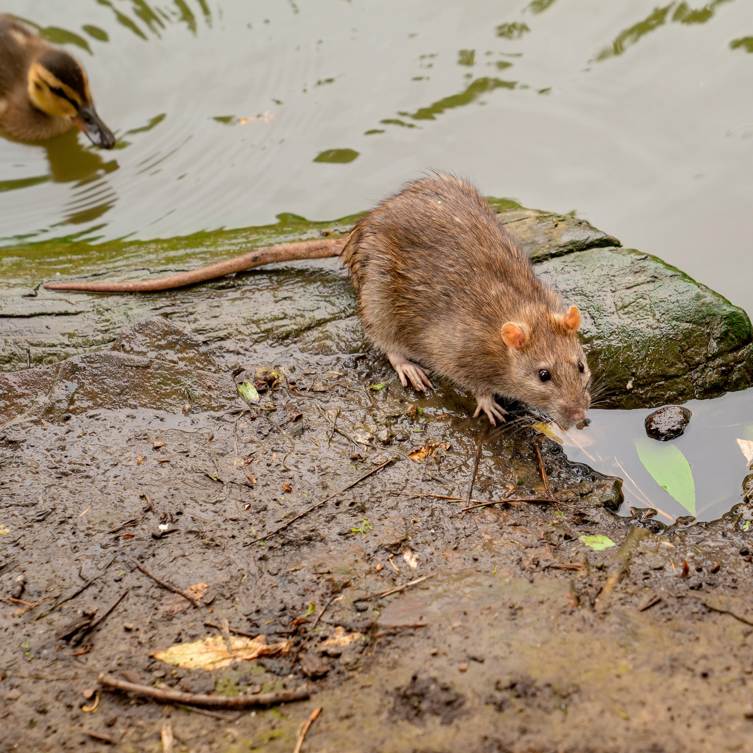 Фото Ростова-на-Дону скачать бесплатно | Красивые виды города, достопримечательности, фасады заведений. Свадебный и семейный фотограф в Ростове-на-Дону. Андрей Сайфутдинов