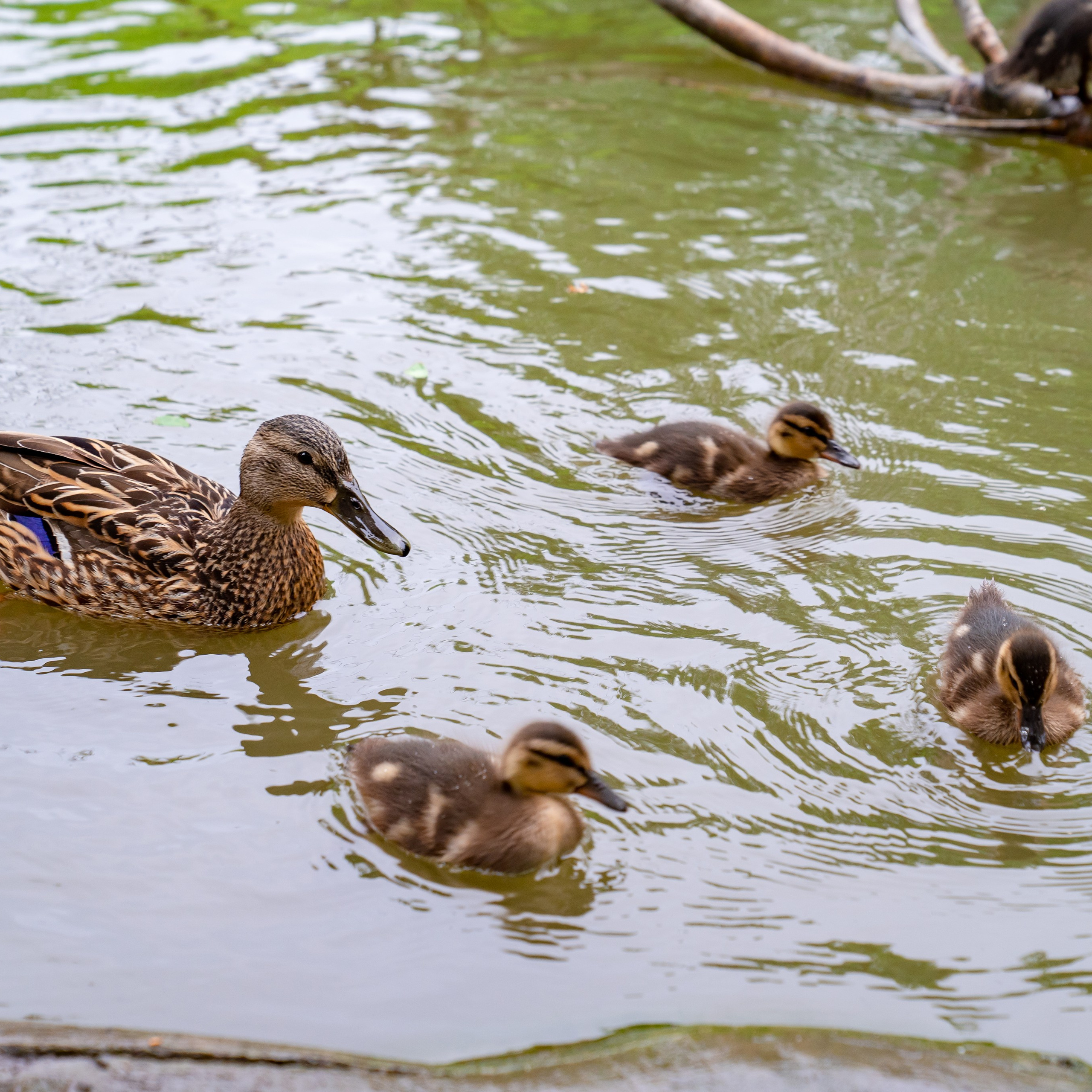 Фото Ростова-на-Дону скачать бесплатно | Красивые виды города, достопримечательности, фасады заведений. Свадебный и семейный фотограф в Ростове-на-Дону. Андрей Сайфутдинов