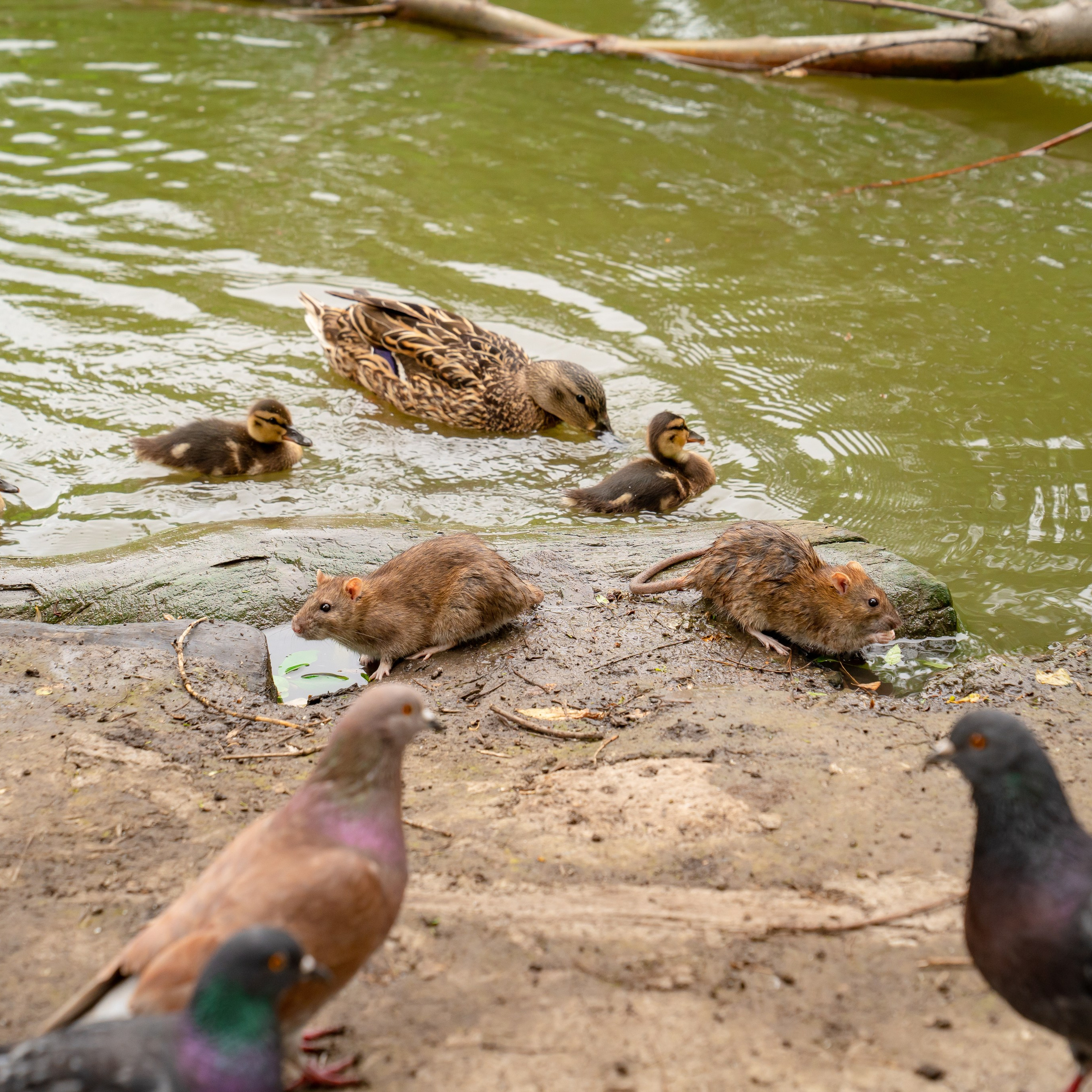 Фото Ростова-на-Дону скачать бесплатно | Красивые виды города, достопримечательности, фасады заведений. Свадебный и семейный фотограф в Ростове-на-Дону. Андрей Сайфутдинов