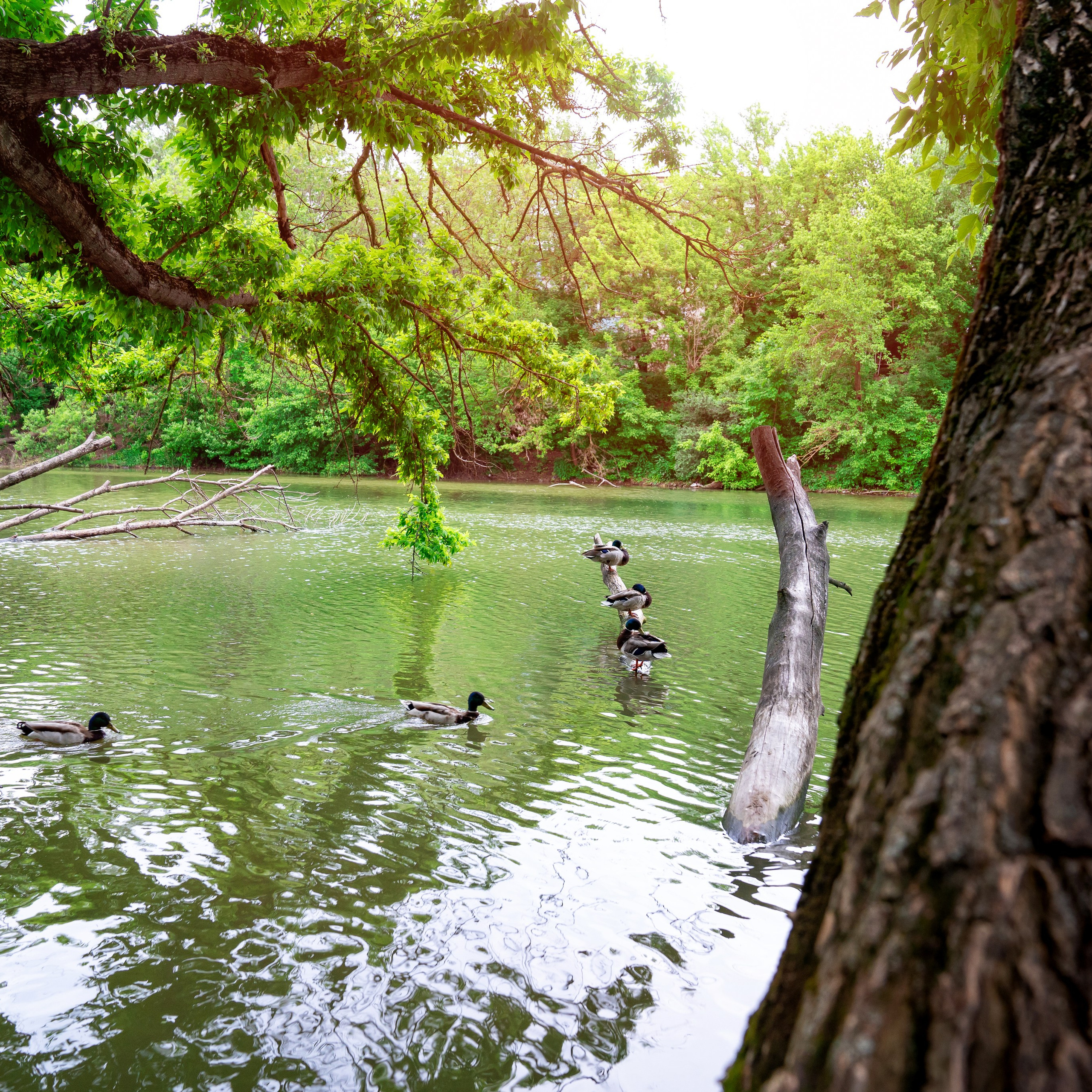 Фото Ростова-на-Дону скачать бесплатно | Красивые виды города, достопримечательности, фасады заведений. Свадебный и семейный фотограф в Ростове-на-Дону. Андрей Сайфутдинов