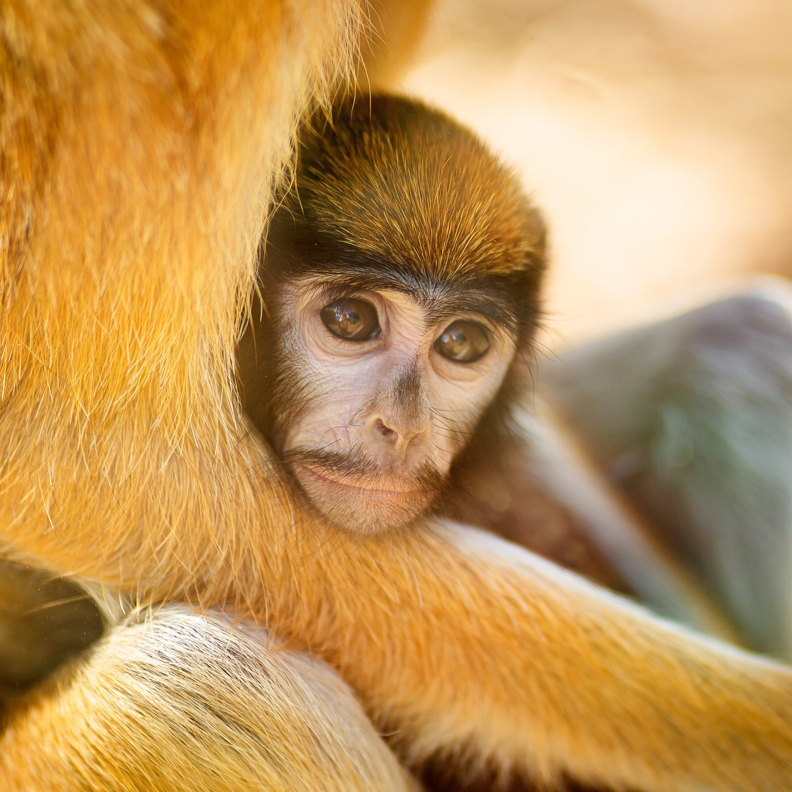 Фото Ростова-на-Дону скачать бесплатно | Красивые виды города, достопримечательности, фасады заведений. Свадебный и семейный фотограф в Ростове-на-Дону. Андрей Сайфутдинов