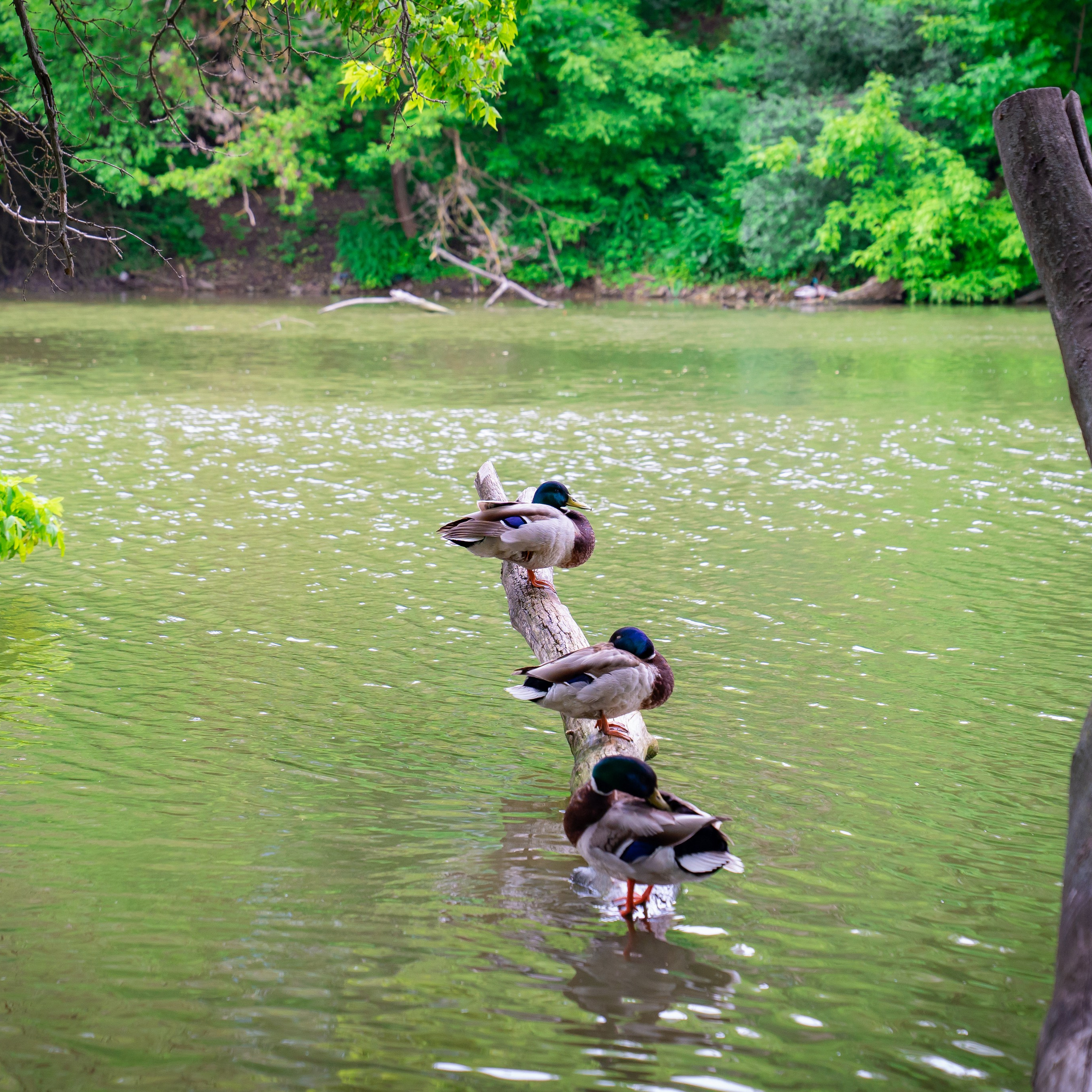 Фото Ростова-на-Дону скачать бесплатно | Красивые виды города, достопримечательности, фасады заведений. Свадебный и семейный фотограф в Ростове-на-Дону. Андрей Сайфутдинов