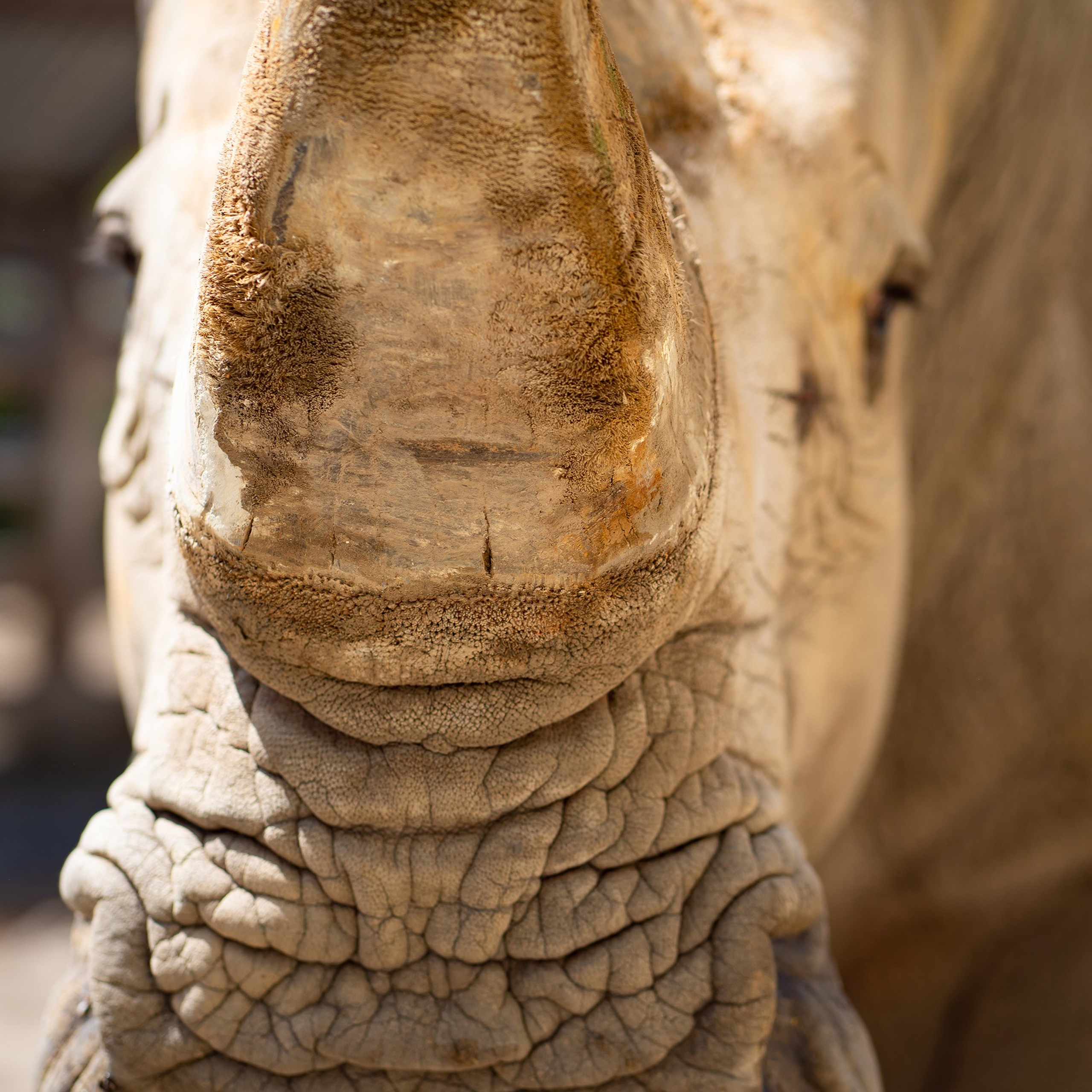 Фото Ростова-на-Дону скачать бесплатно | Красивые виды города, достопримечательности, фасады заведений. Свадебный и семейный фотограф в Ростове-на-Дону. Андрей Сайфутдинов