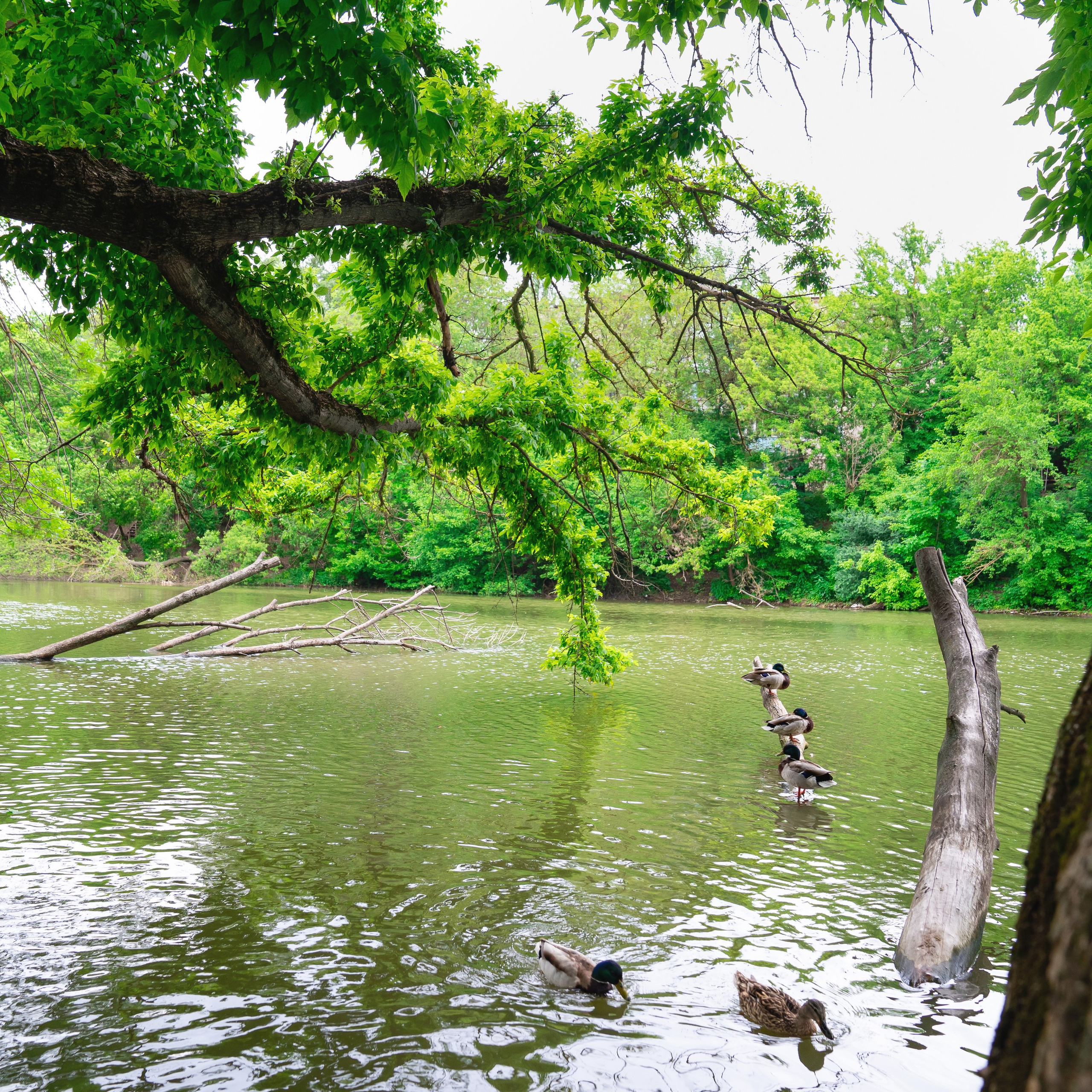Фото Ростова-на-Дону скачать бесплатно | Красивые виды города, достопримечательности, фасады заведений. Свадебный и семейный фотограф в Ростове-на-Дону. Андрей Сайфутдинов