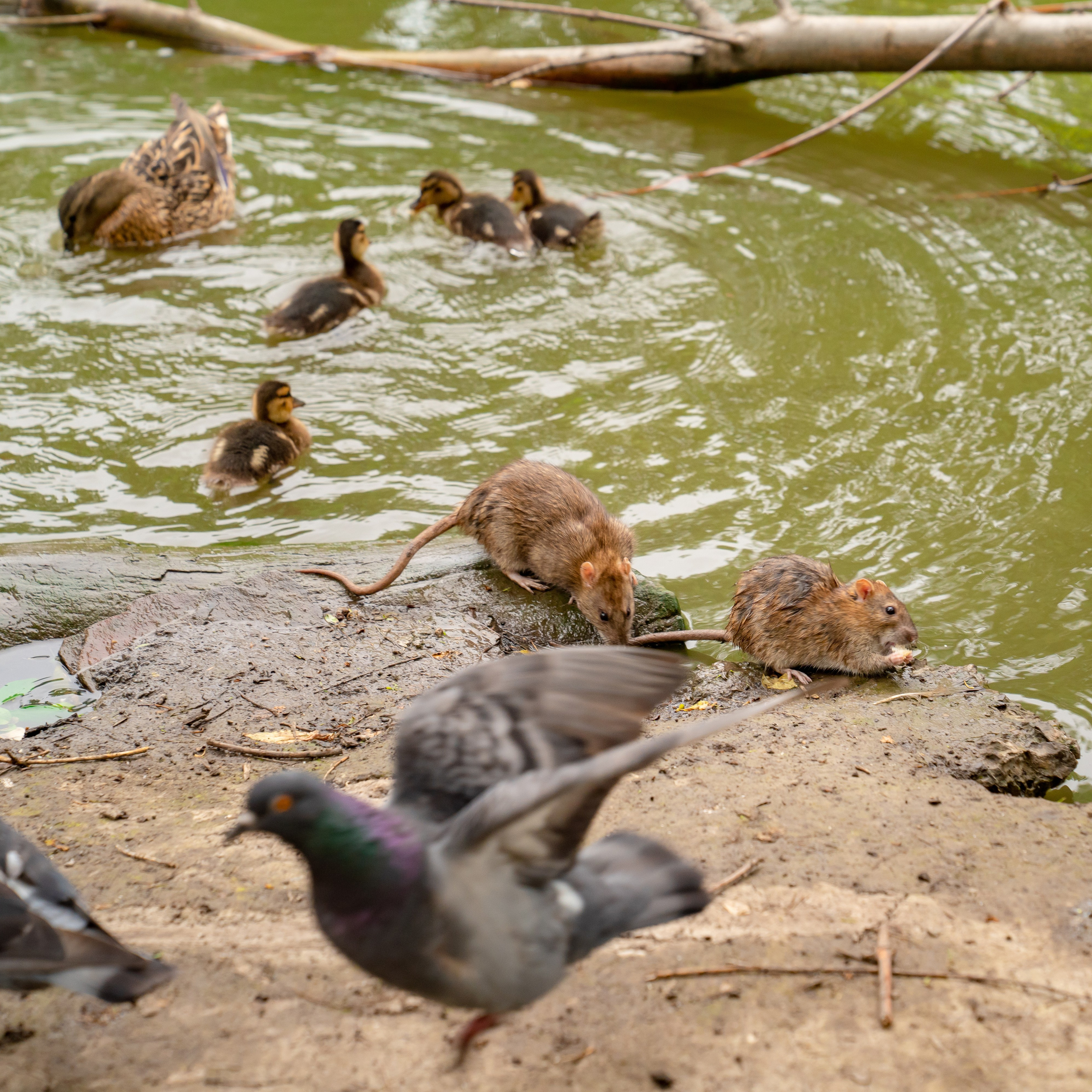 Фото Ростова-на-Дону скачать бесплатно | Красивые виды города, достопримечательности, фасады заведений. Свадебный и семейный фотограф в Ростове-на-Дону. Андрей Сайфутдинов