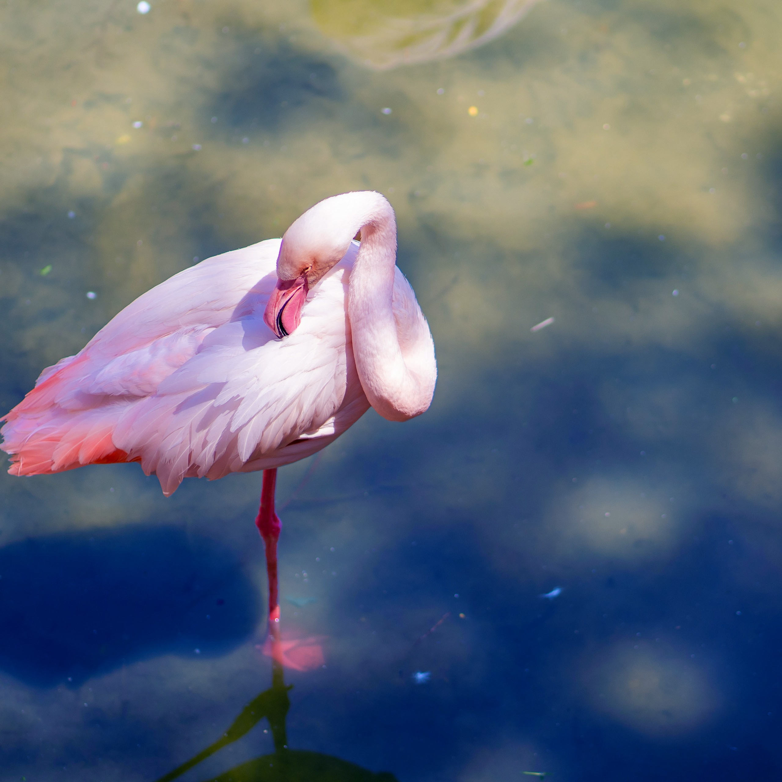 Фото Ростова-на-Дону скачать бесплатно | Красивые виды города, достопримечательности, фасады заведений. Свадебный и семейный фотограф в Ростове-на-Дону. Андрей Сайфутдинов