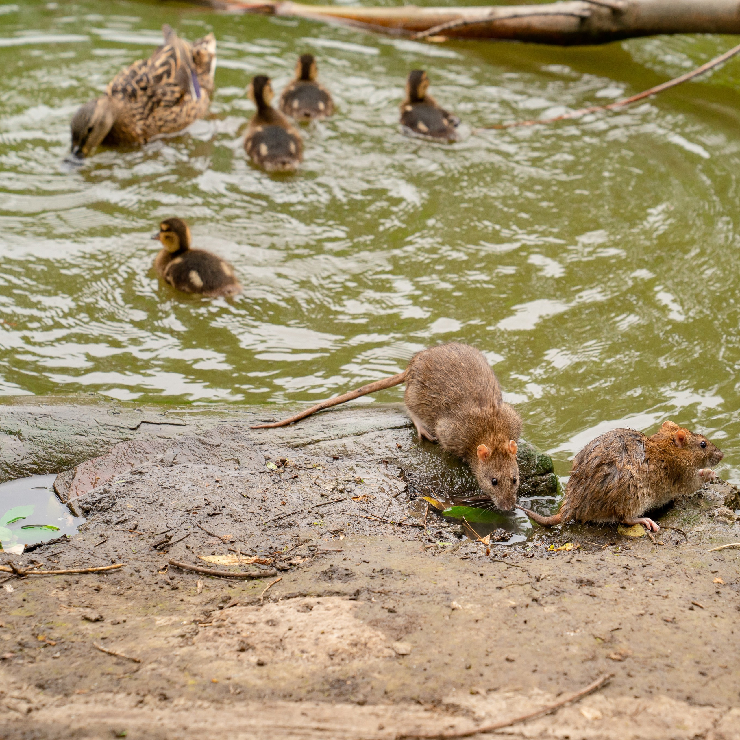 Фото Ростова-на-Дону скачать бесплатно | Красивые виды города, достопримечательности, фасады заведений. Свадебный и семейный фотограф в Ростове-на-Дону. Андрей Сайфутдинов