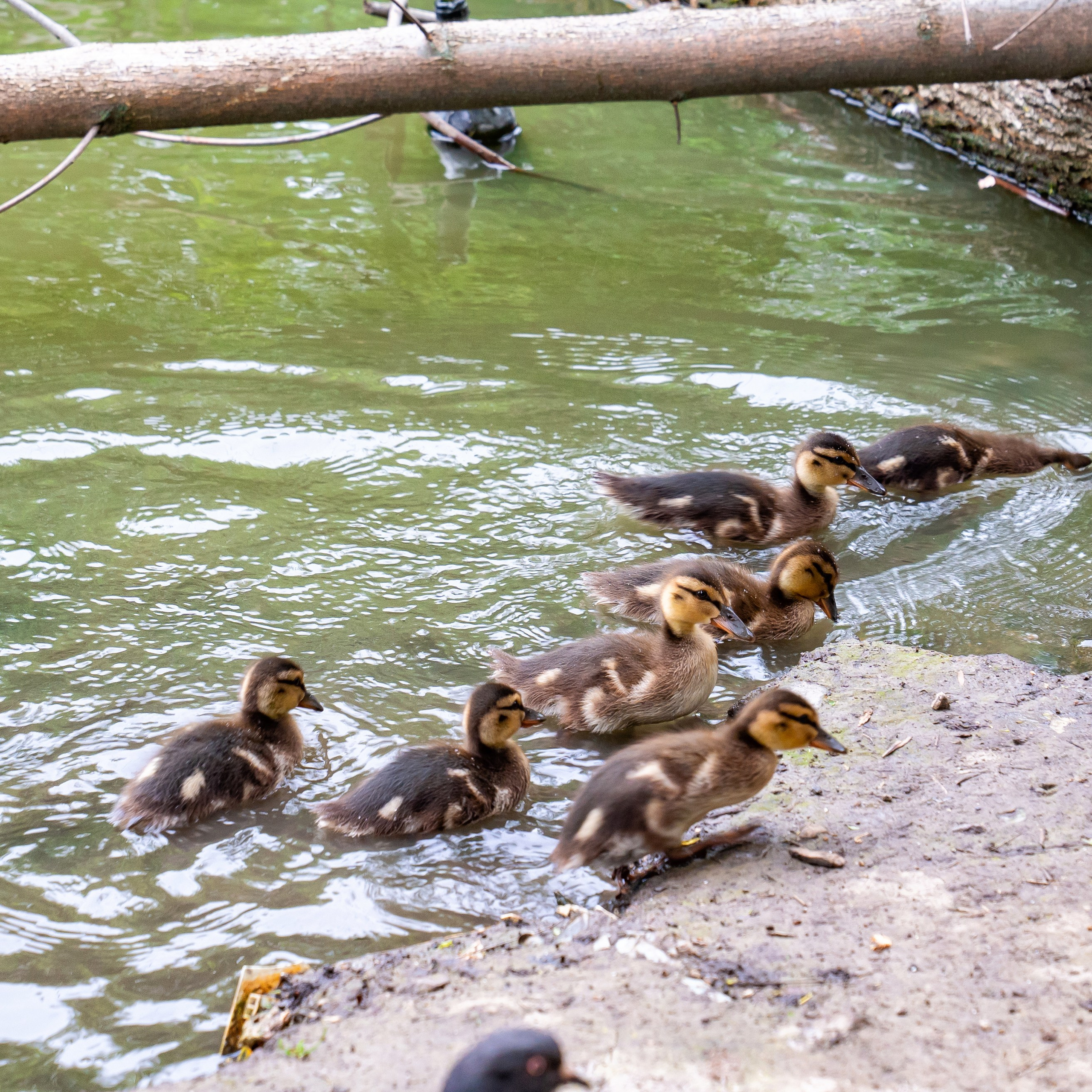 Фото Ростова-на-Дону скачать бесплатно | Красивые виды города, достопримечательности, фасады заведений. Свадебный и семейный фотограф в Ростове-на-Дону. Андрей Сайфутдинов