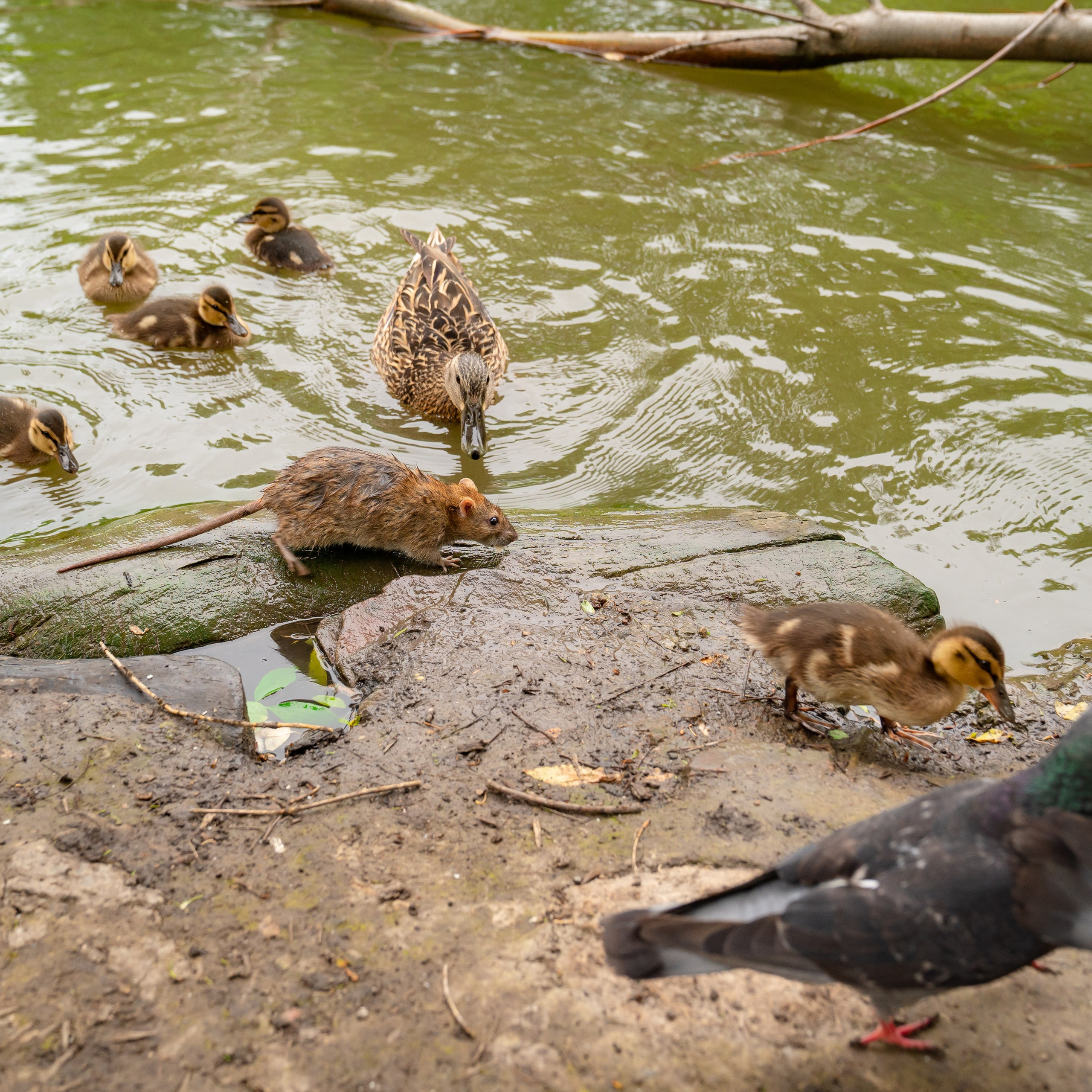 Фото Ростова-на-Дону скачать бесплатно | Красивые виды города, достопримечательности, фасады заведений. Свадебный и семейный фотограф в Ростове-на-Дону. Андрей Сайфутдинов