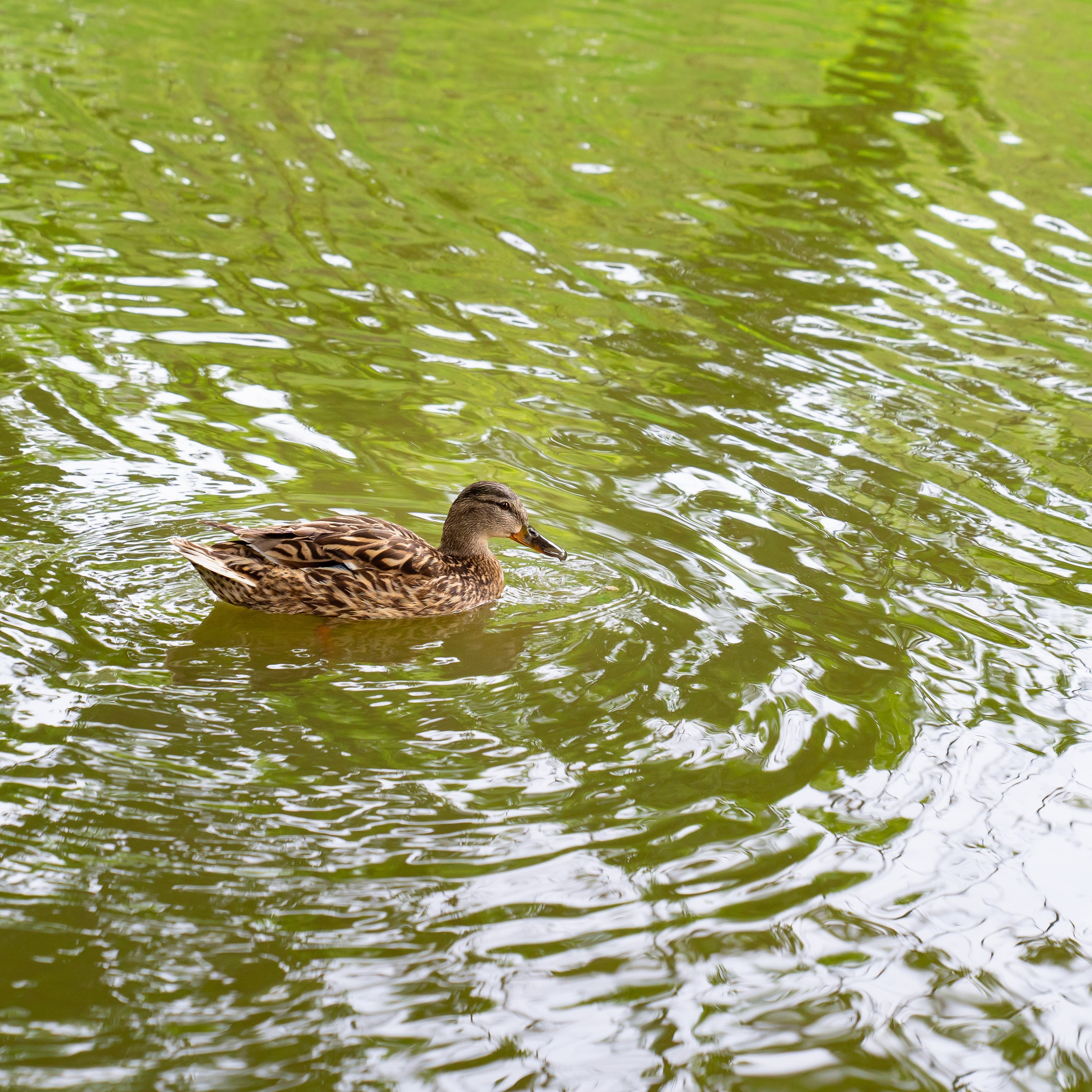 Фото Ростова-на-Дону скачать бесплатно | Красивые виды города, достопримечательности, фасады заведений. Свадебный и семейный фотограф в Ростове-на-Дону. Андрей Сайфутдинов