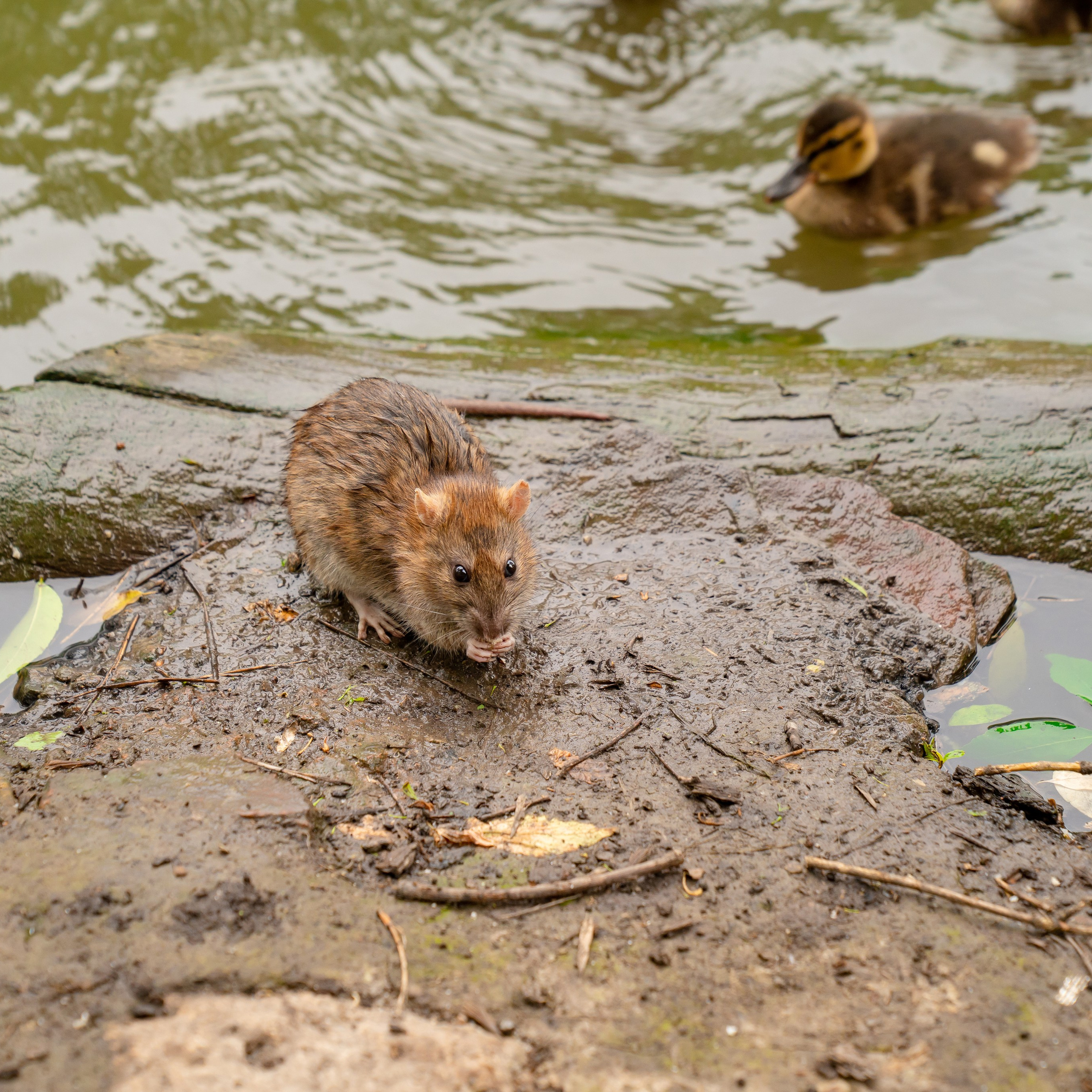 Фото Ростова-на-Дону скачать бесплатно | Красивые виды города, достопримечательности, фасады заведений. Свадебный и семейный фотограф в Ростове-на-Дону. Андрей Сайфутдинов