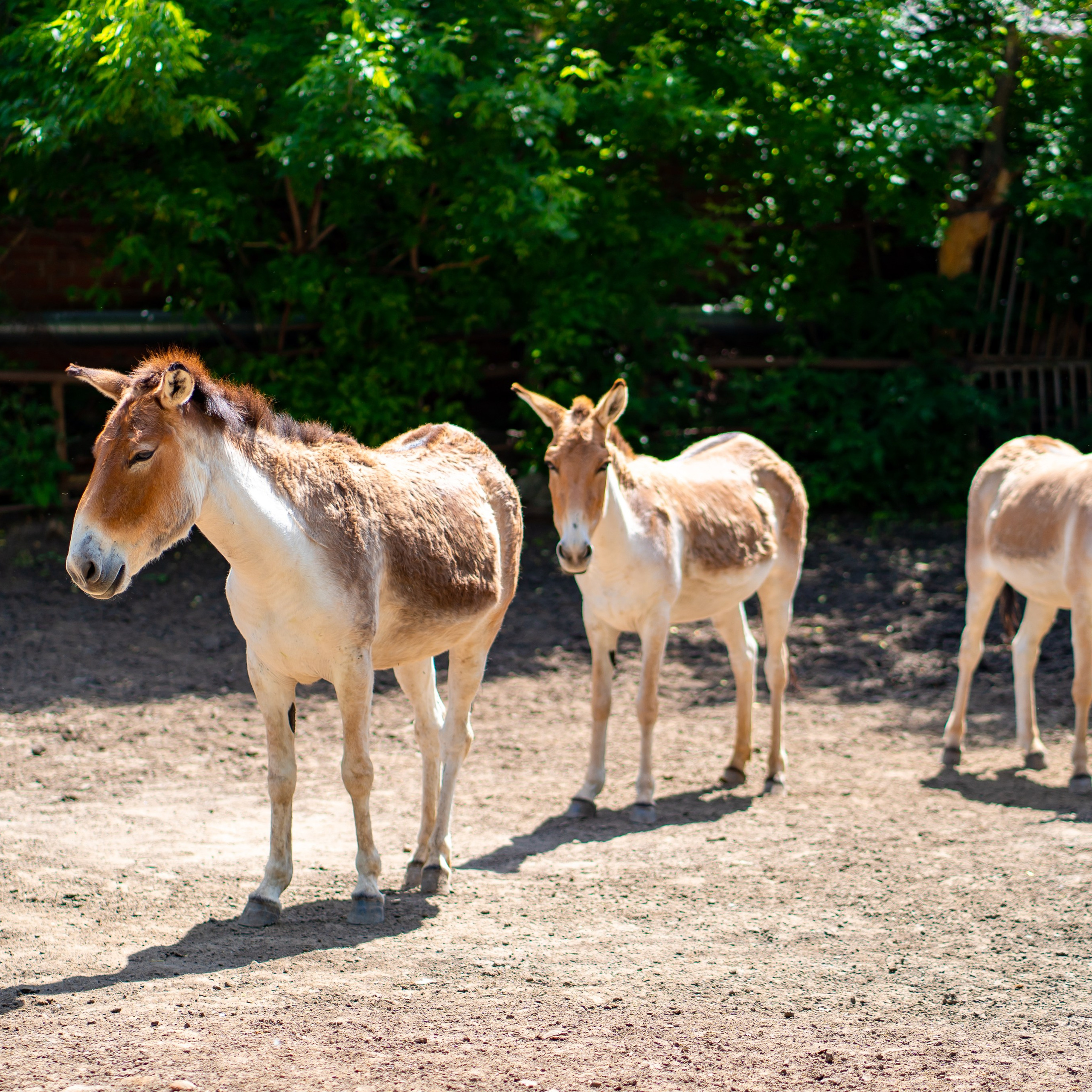 Фото Ростова-на-Дону скачать бесплатно | Красивые виды города, достопримечательности, фасады заведений. Свадебный и семейный фотограф в Ростове-на-Дону. Андрей Сайфутдинов