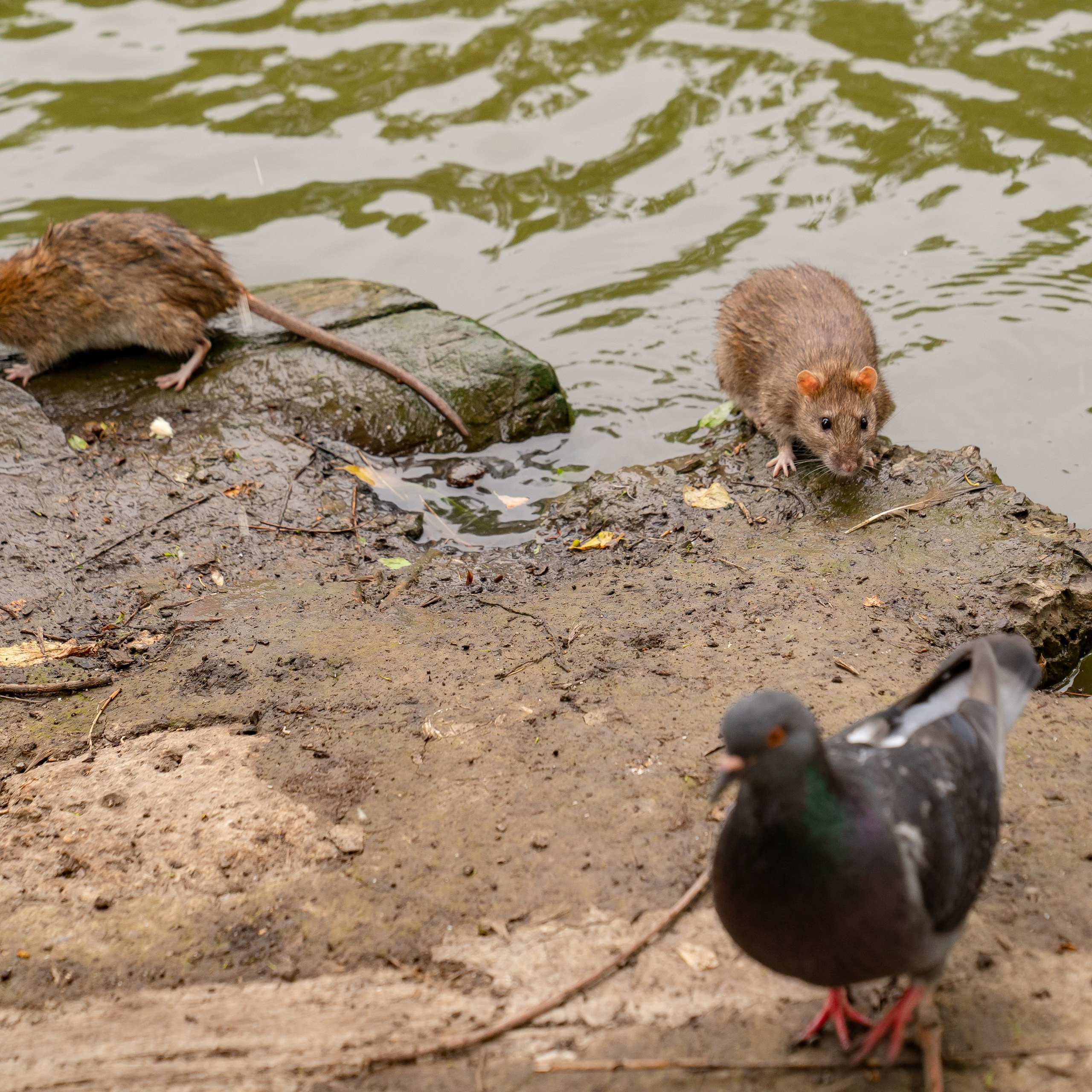 Фото Ростова-на-Дону скачать бесплатно | Красивые виды города, достопримечательности, фасады заведений. Свадебный и семейный фотограф в Ростове-на-Дону. Андрей Сайфутдинов