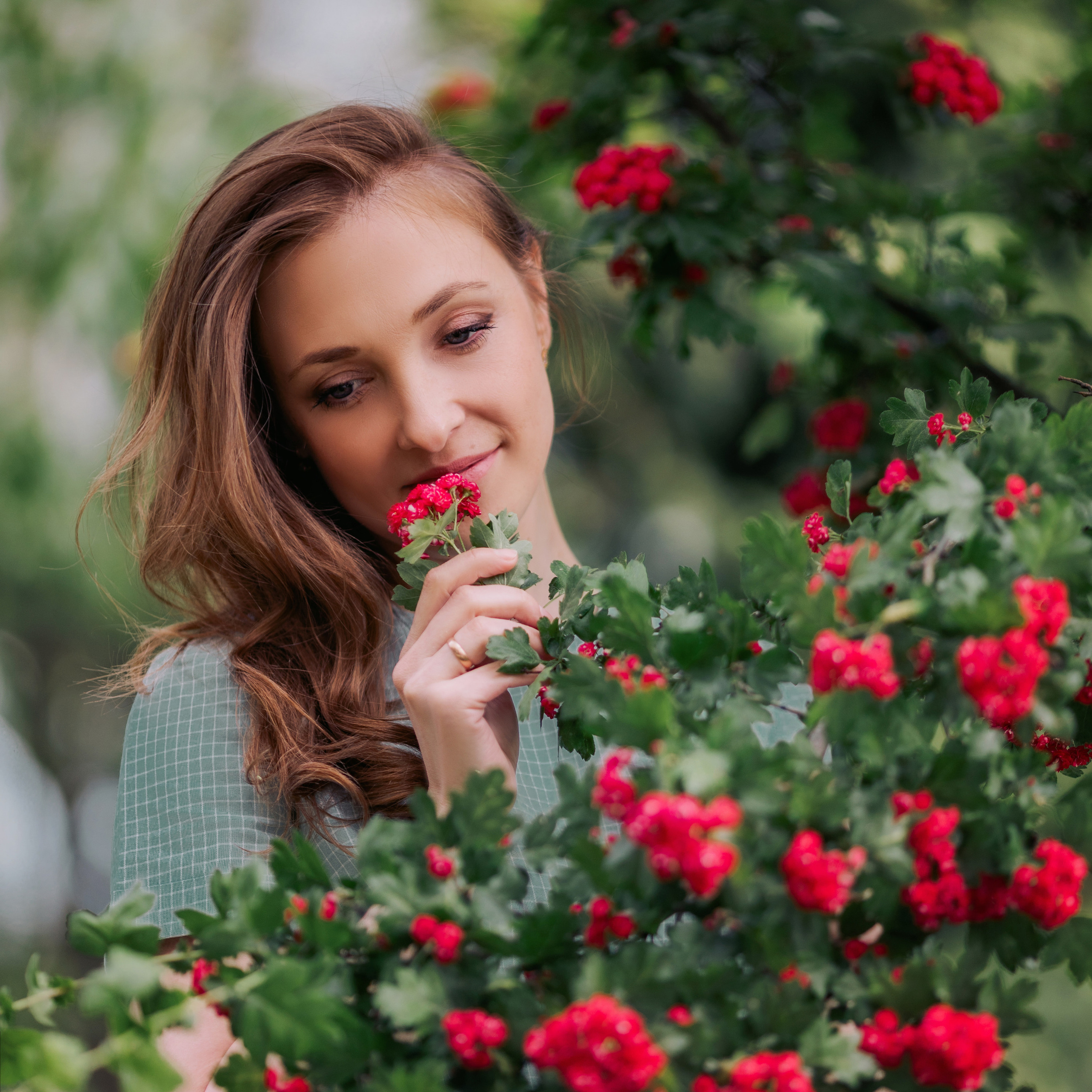 Красный боярышник (МАЙ)