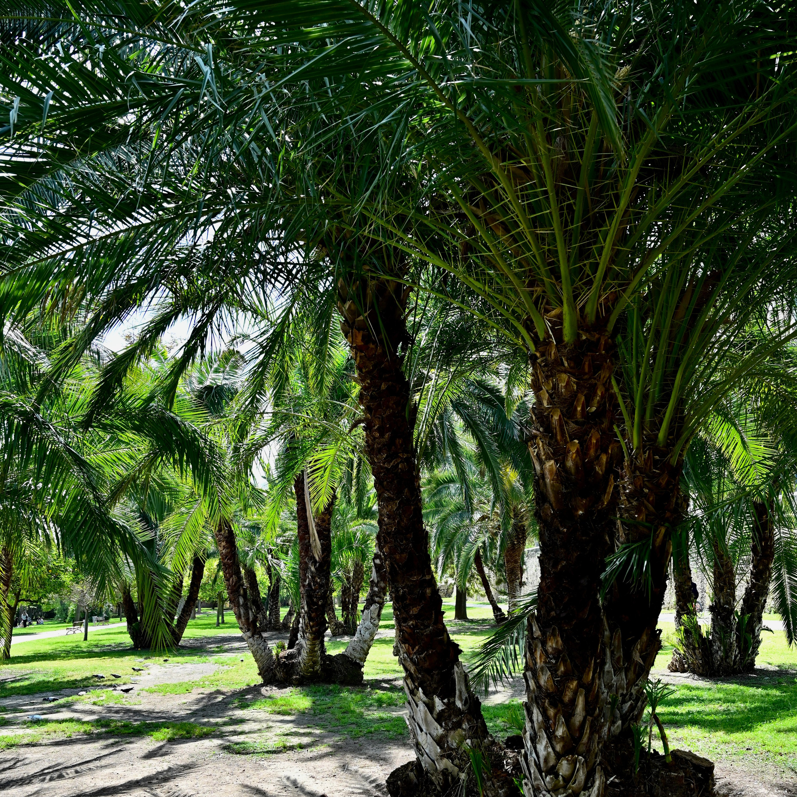 Из средневековой Валенсии в Город искусств и наук через сады Турии. Гид и фотограф в Валенсии Новиков Михаил