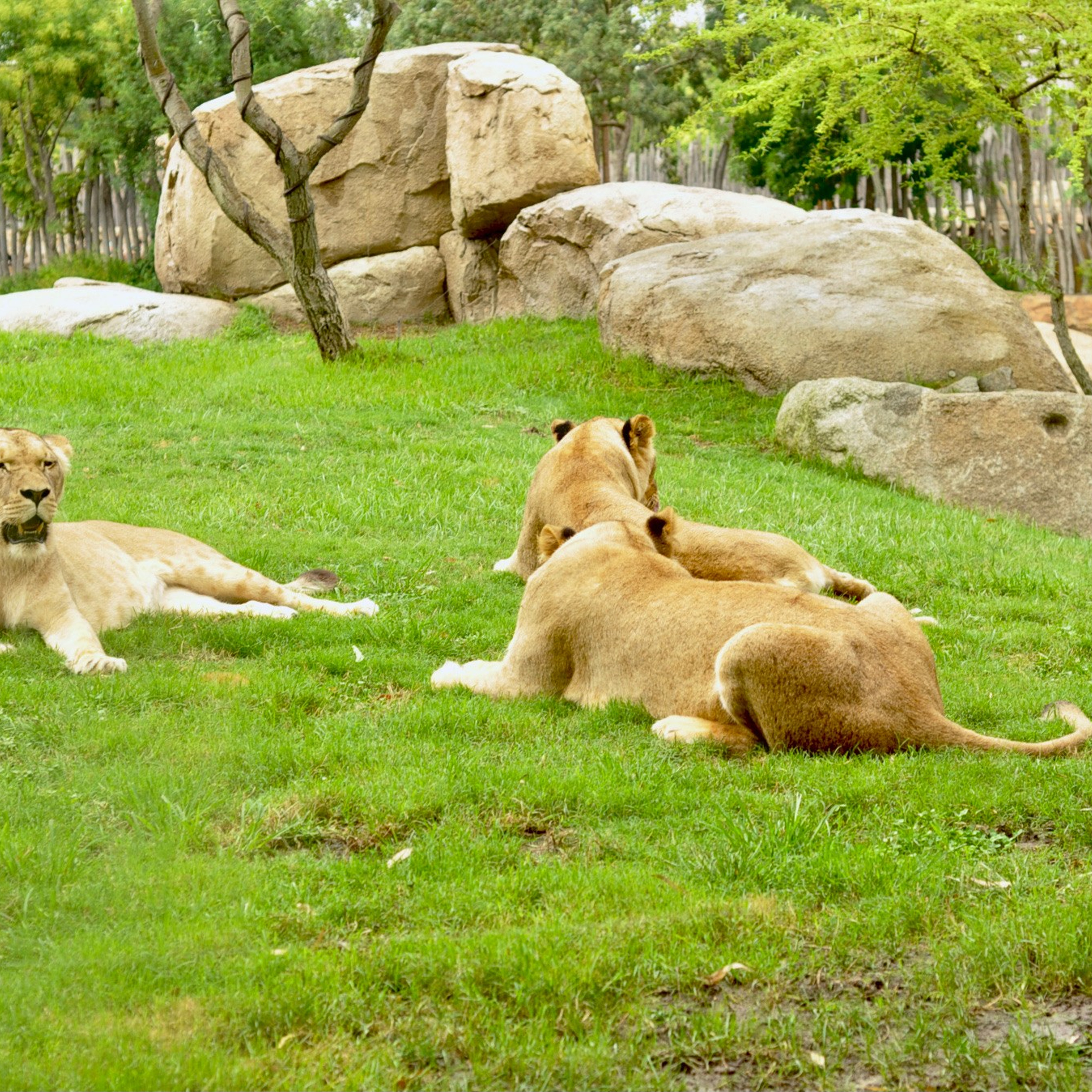 Биопарк в Валенсии. Гид и фотограф в Валенсии Новиков Михаил