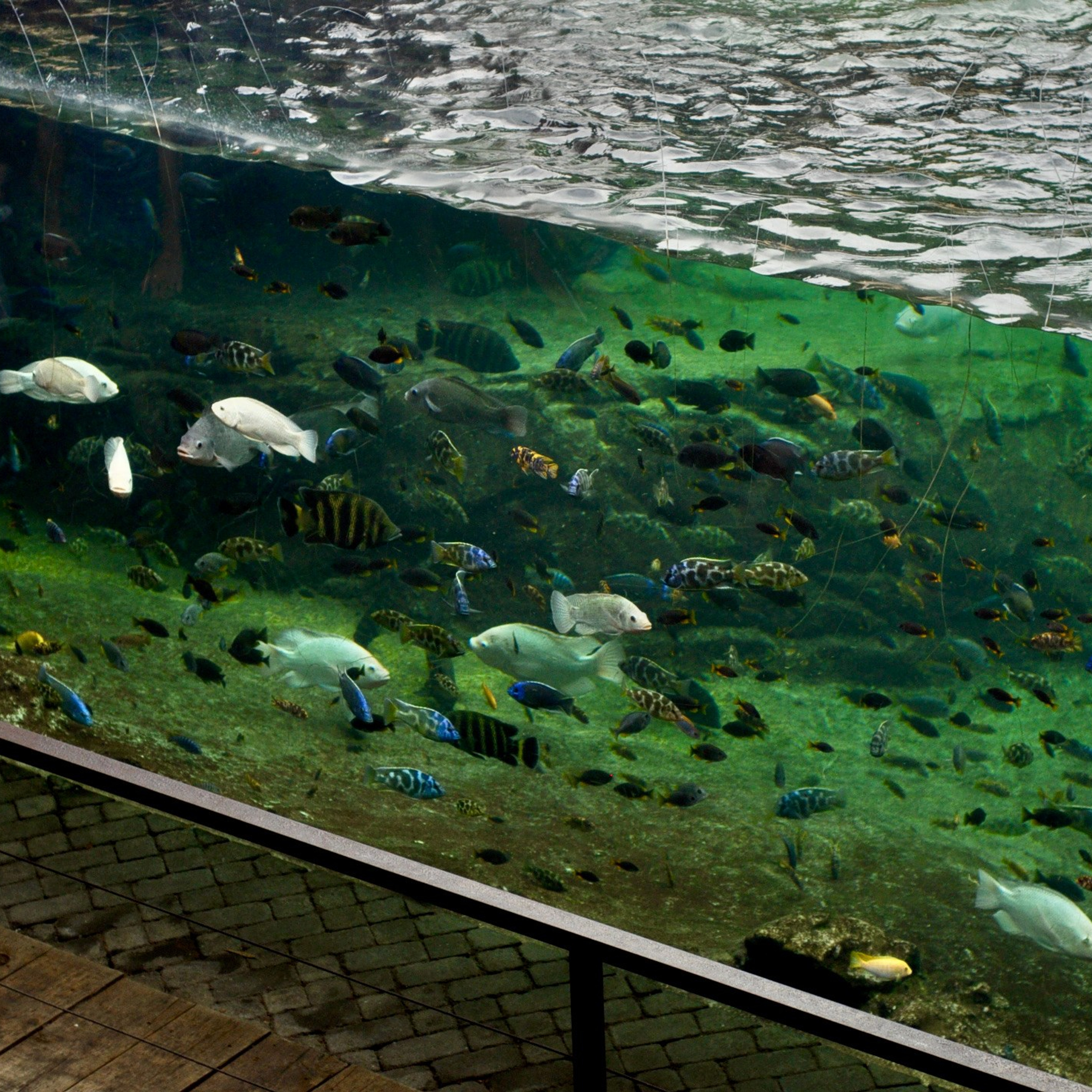 Биопарк в Валенсии. Гид и фотограф в Валенсии Новиков Михаил