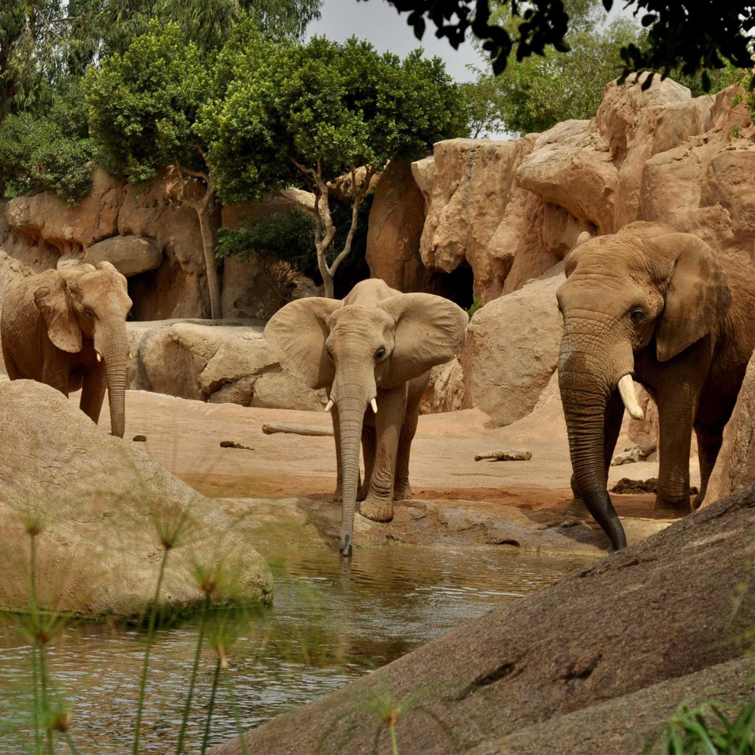 Биопарк в Валенсии. Гид и фотограф в Валенсии Новиков Михаил