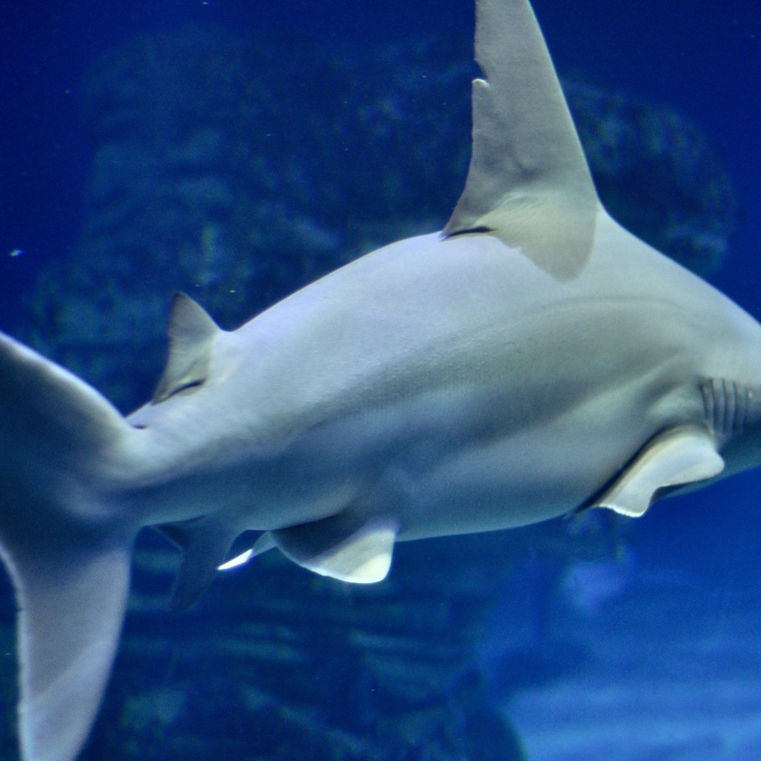 Океанографик в Валенсии. Гид и фотограф в Валенсии Новиков Михаил