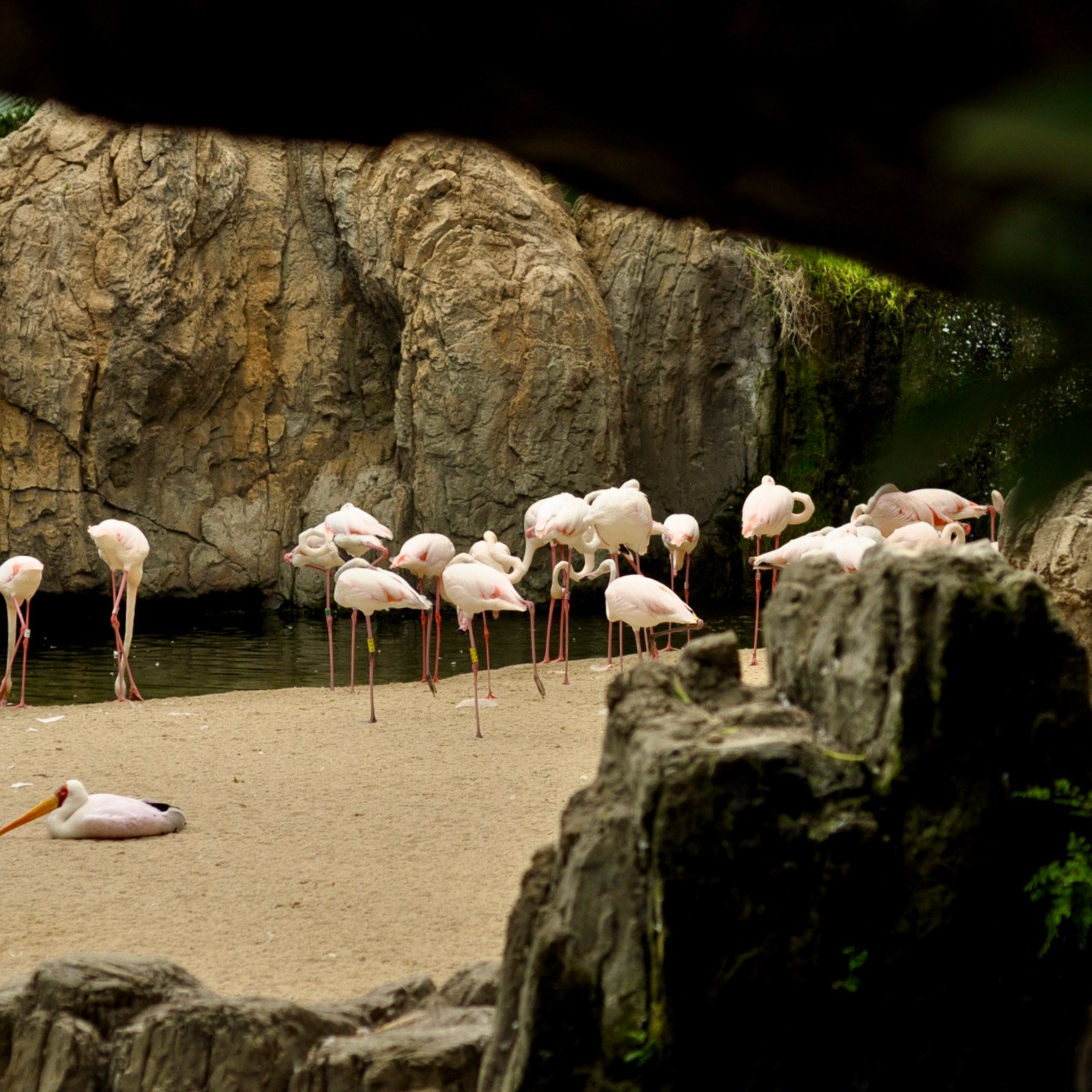 Биопарк в Валенсии. Гид и фотограф в Валенсии Новиков Михаил