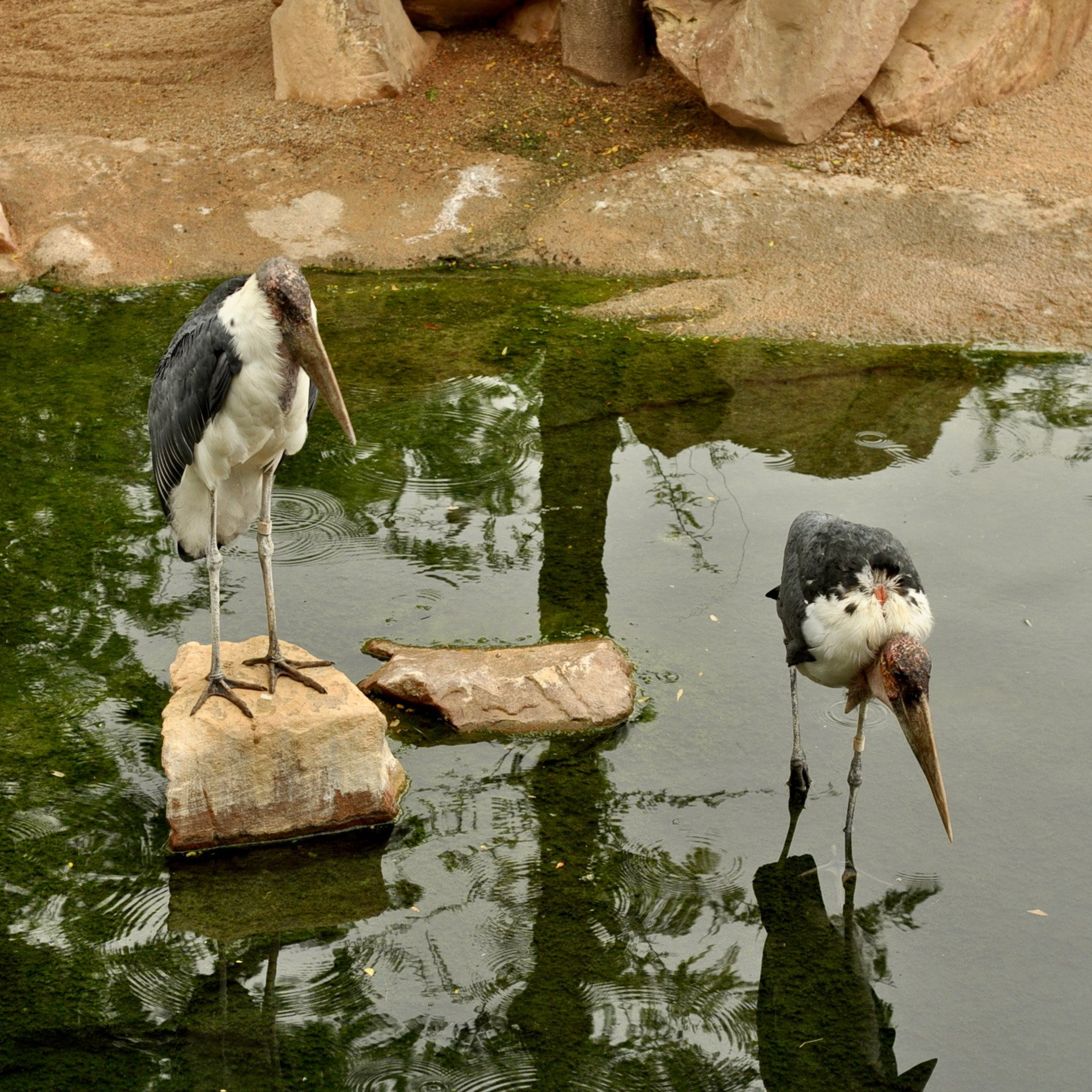 Биопарк в Валенсии. Гид и фотограф в Валенсии Новиков Михаил