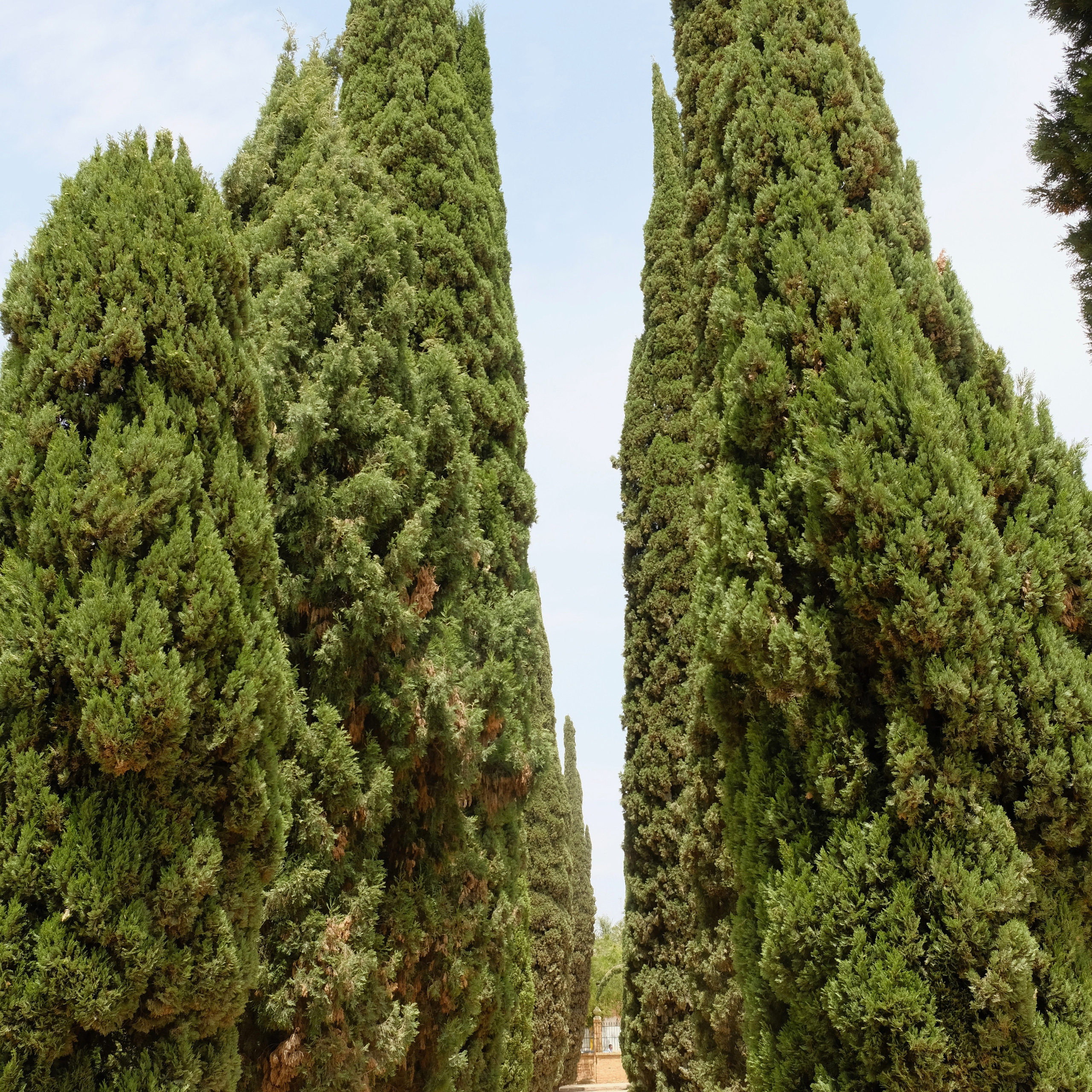 Королевский парк. Гид и фотограф в Валенсии Новиков Михаил