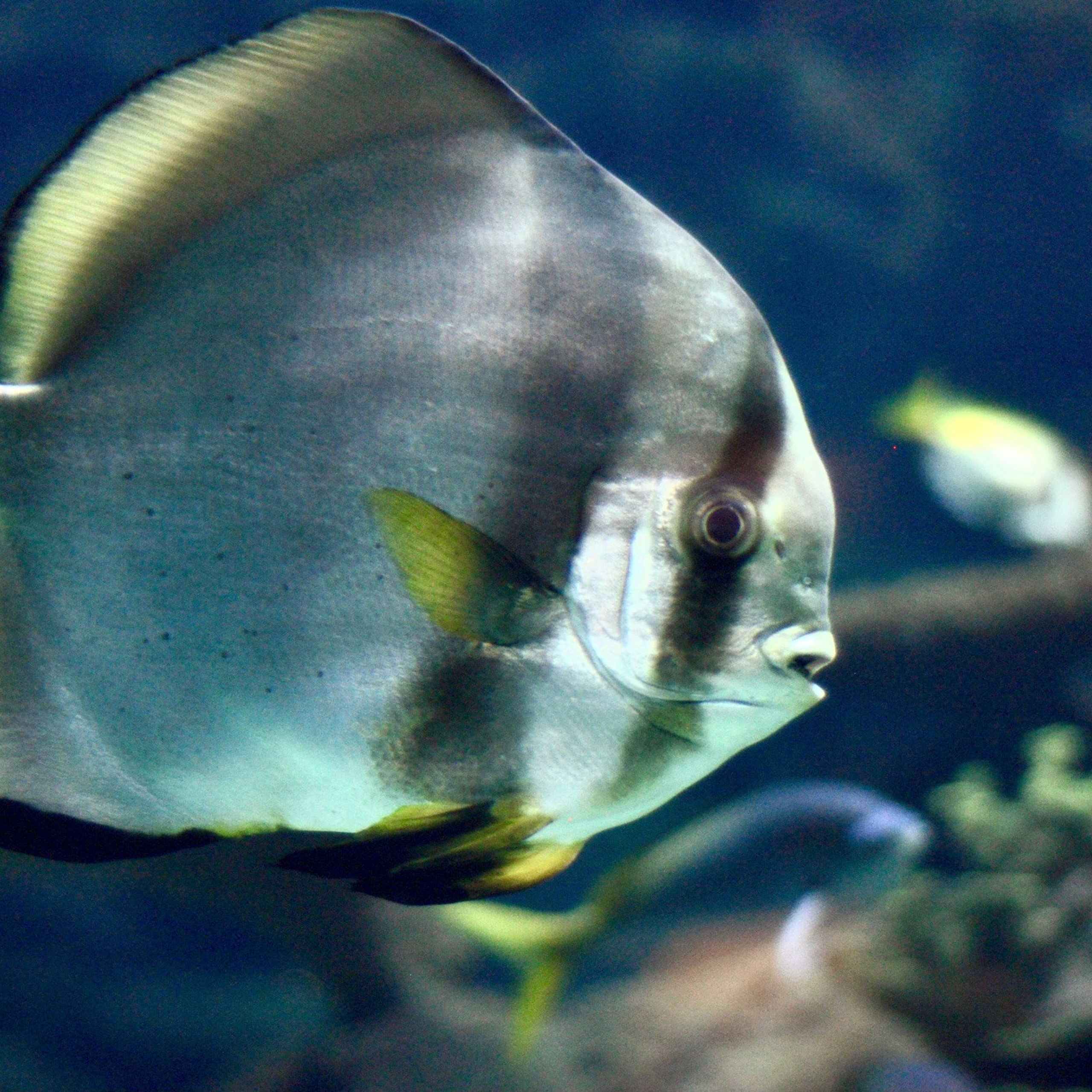 Океанографик в Валенсии. Гид и фотограф в Валенсии Новиков Михаил