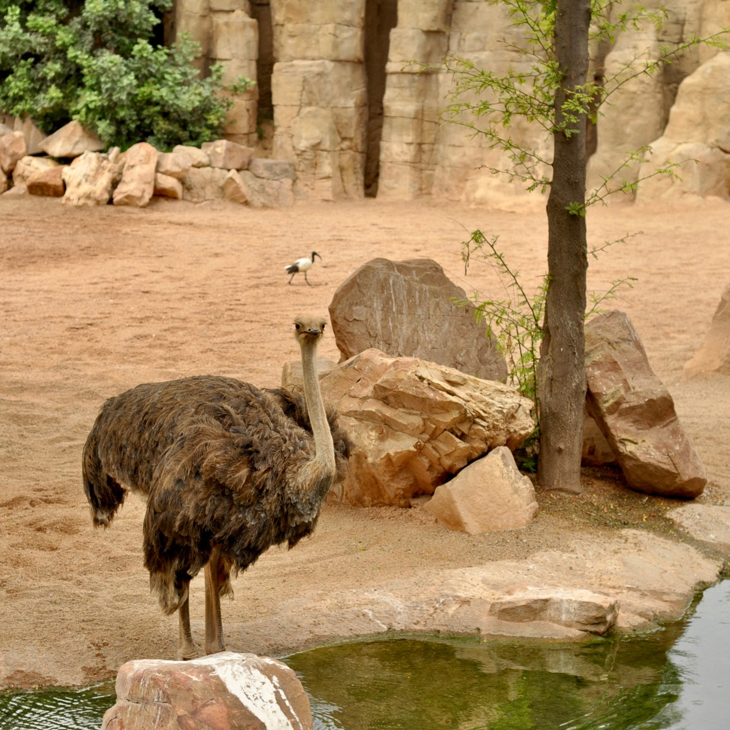 Биопарк в Валенсии. Гид и фотограф в Валенсии Новиков Михаил
