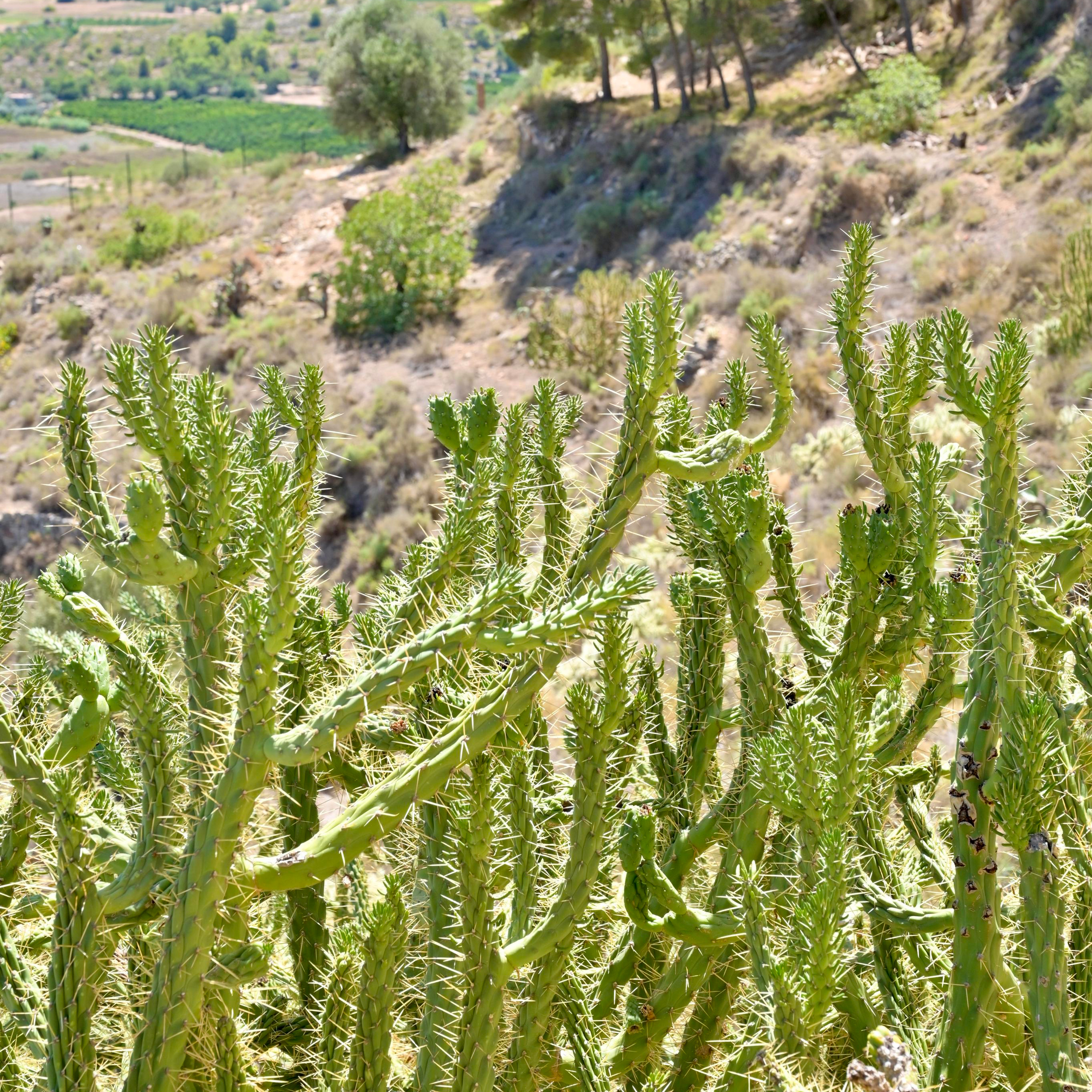 Лирия (Liria, España). Гид и фотограф в Валенсии Новиков Михаил