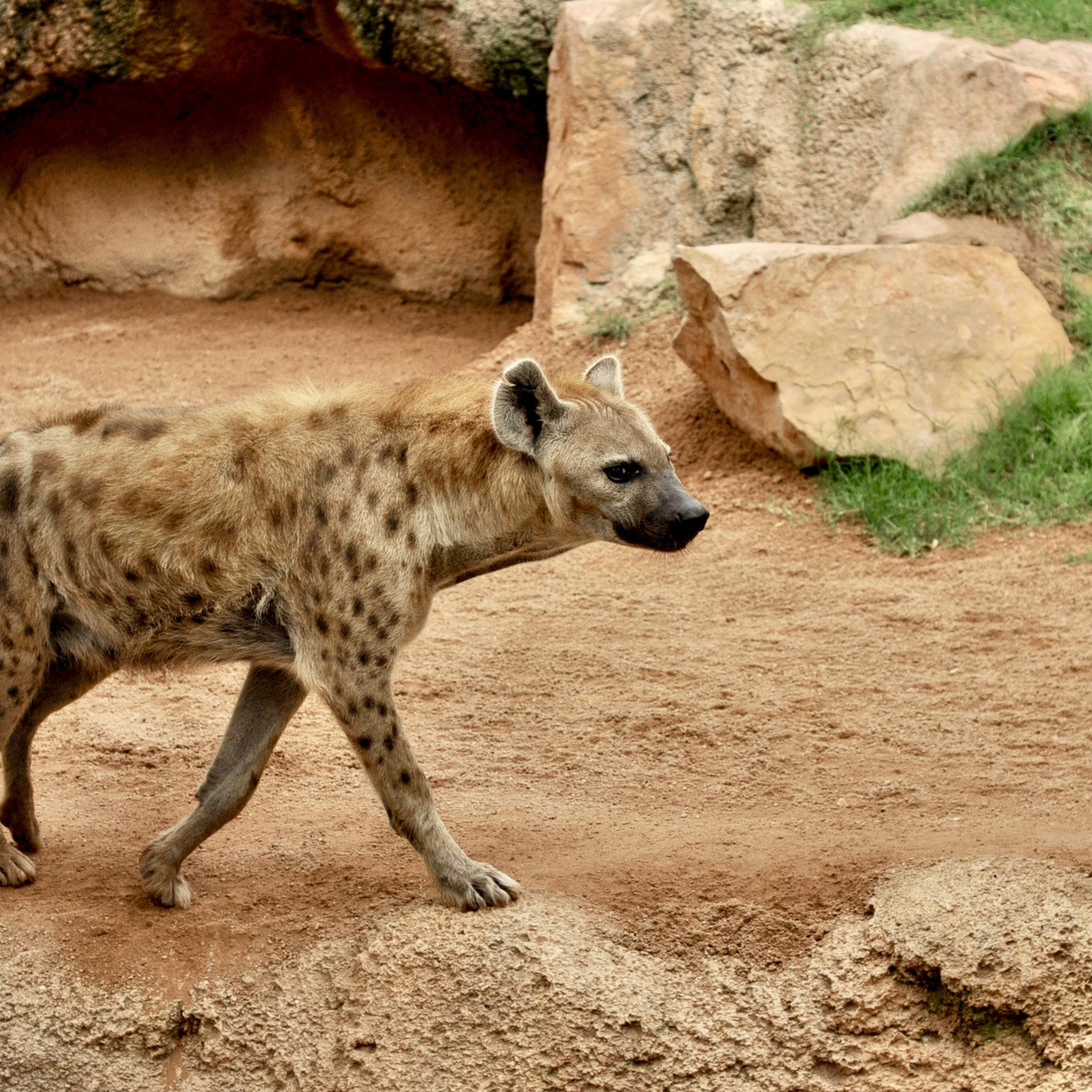 Биопарк в Валенсии. Гид и фотограф в Валенсии Новиков Михаил