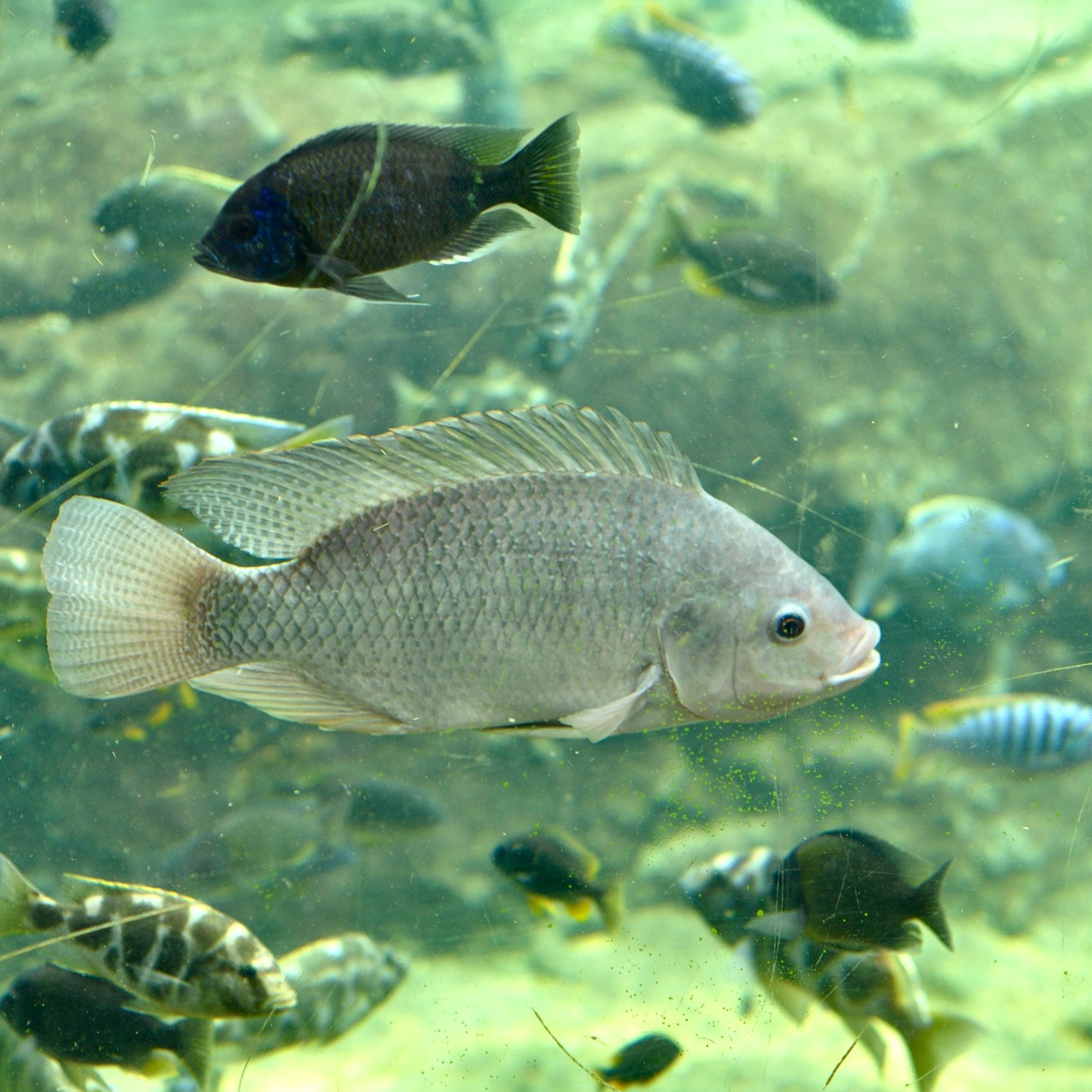 Биопарк в Валенсии. Гид и фотограф в Валенсии Новиков Михаил