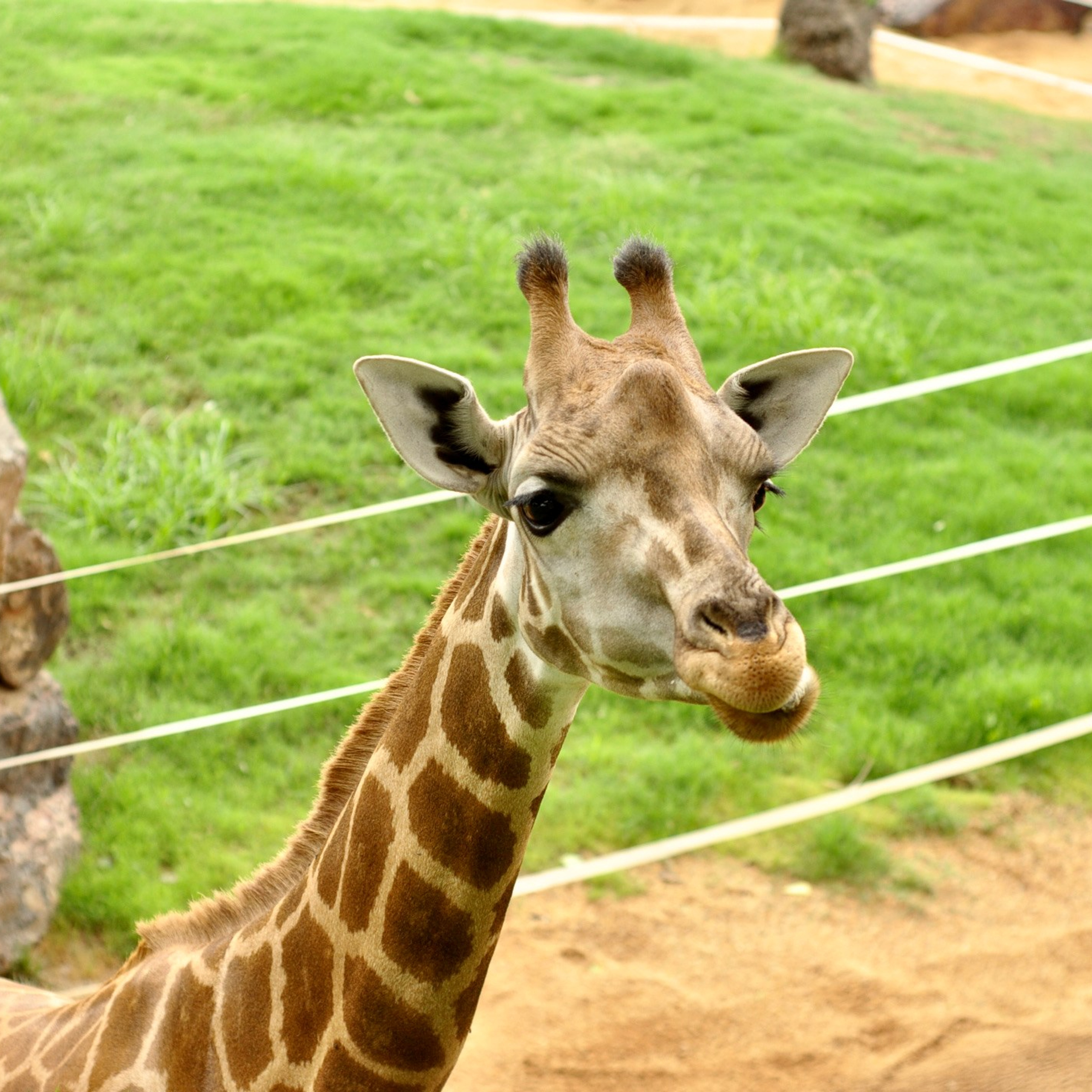 Биопарк в Валенсии. Гид и фотограф в Валенсии Новиков Михаил