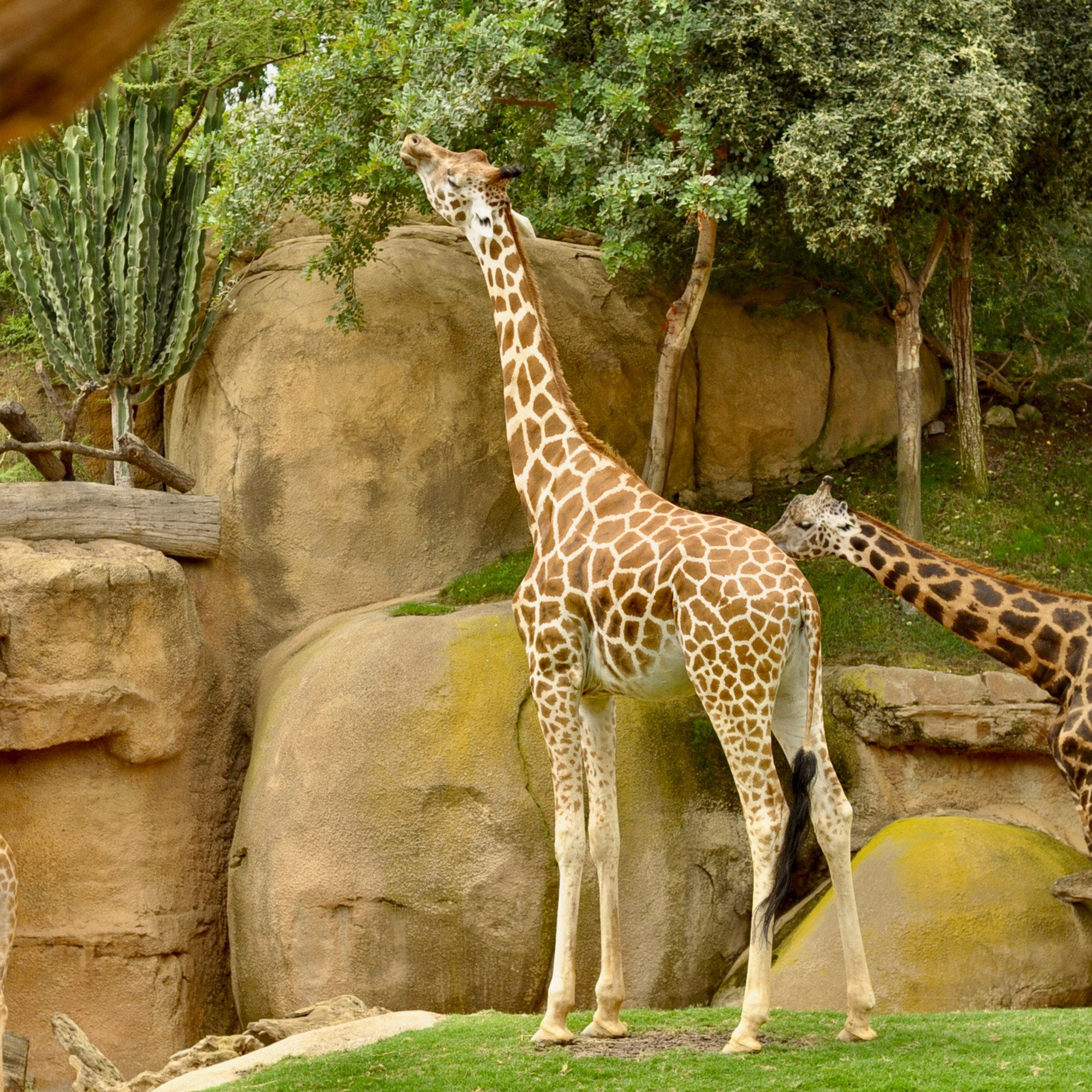 Биопарк в Валенсии. Гид и фотограф в Валенсии Новиков Михаил