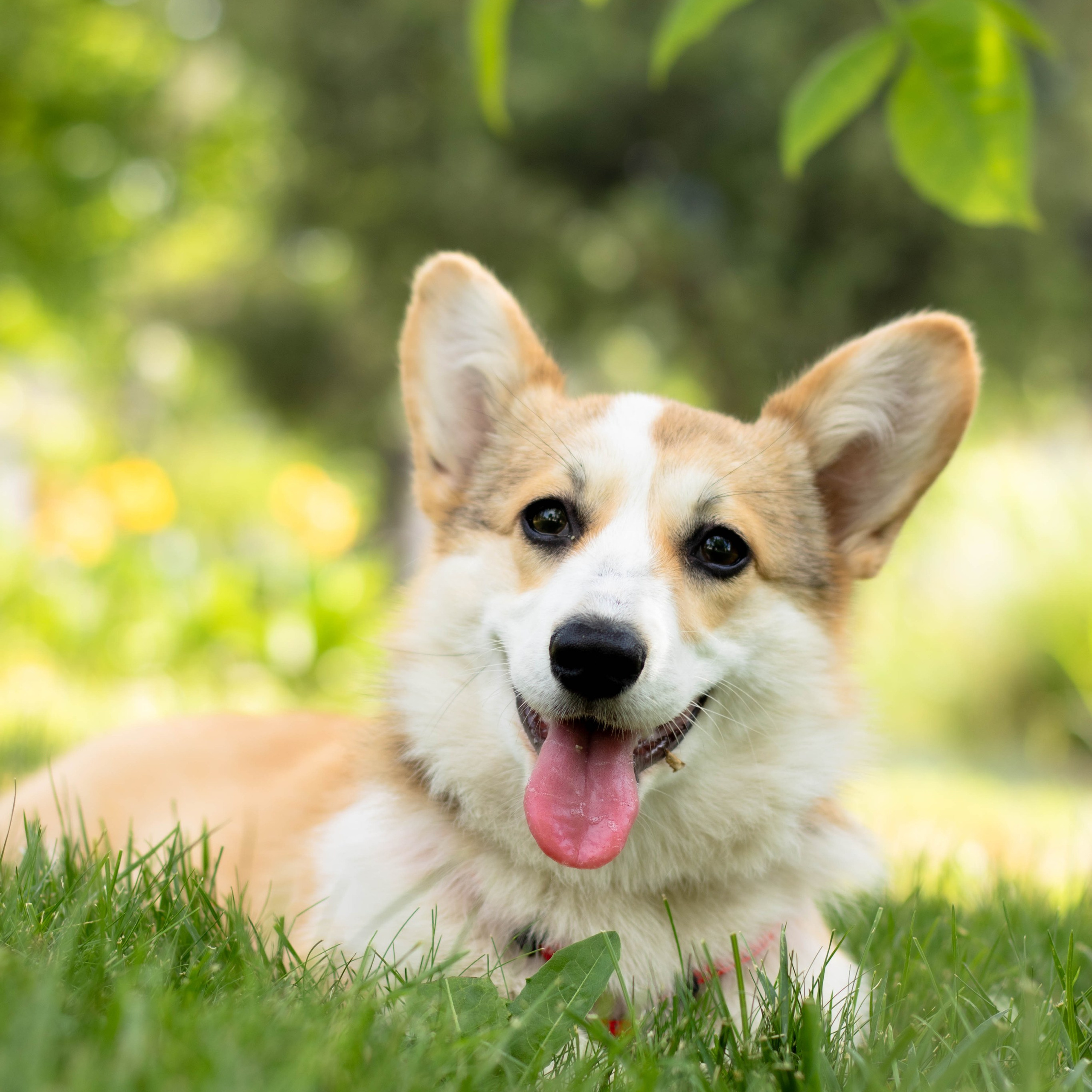 Таня и Джесси. Фотограф из Краснодара