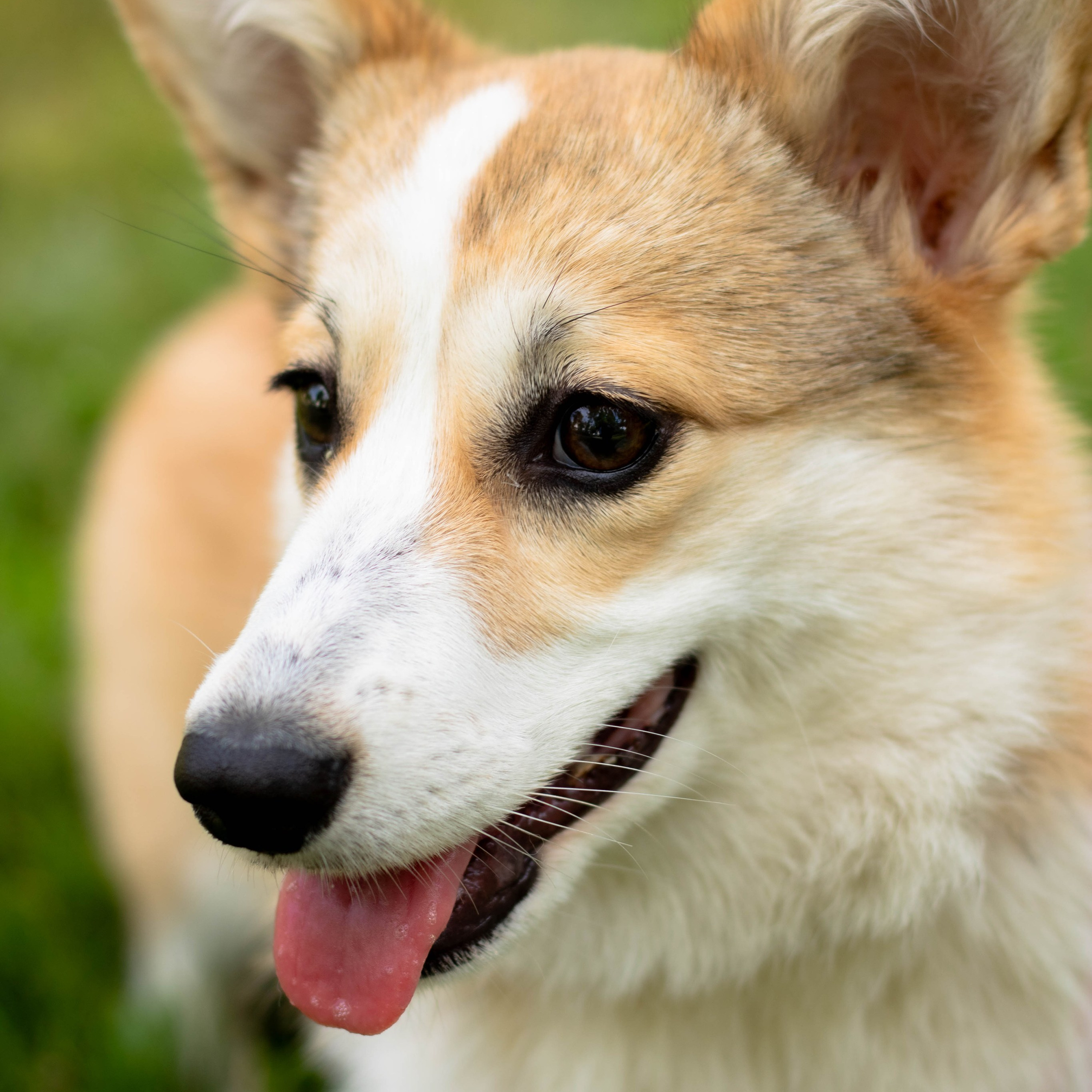 Таня и Джесси. Фотограф из Краснодара