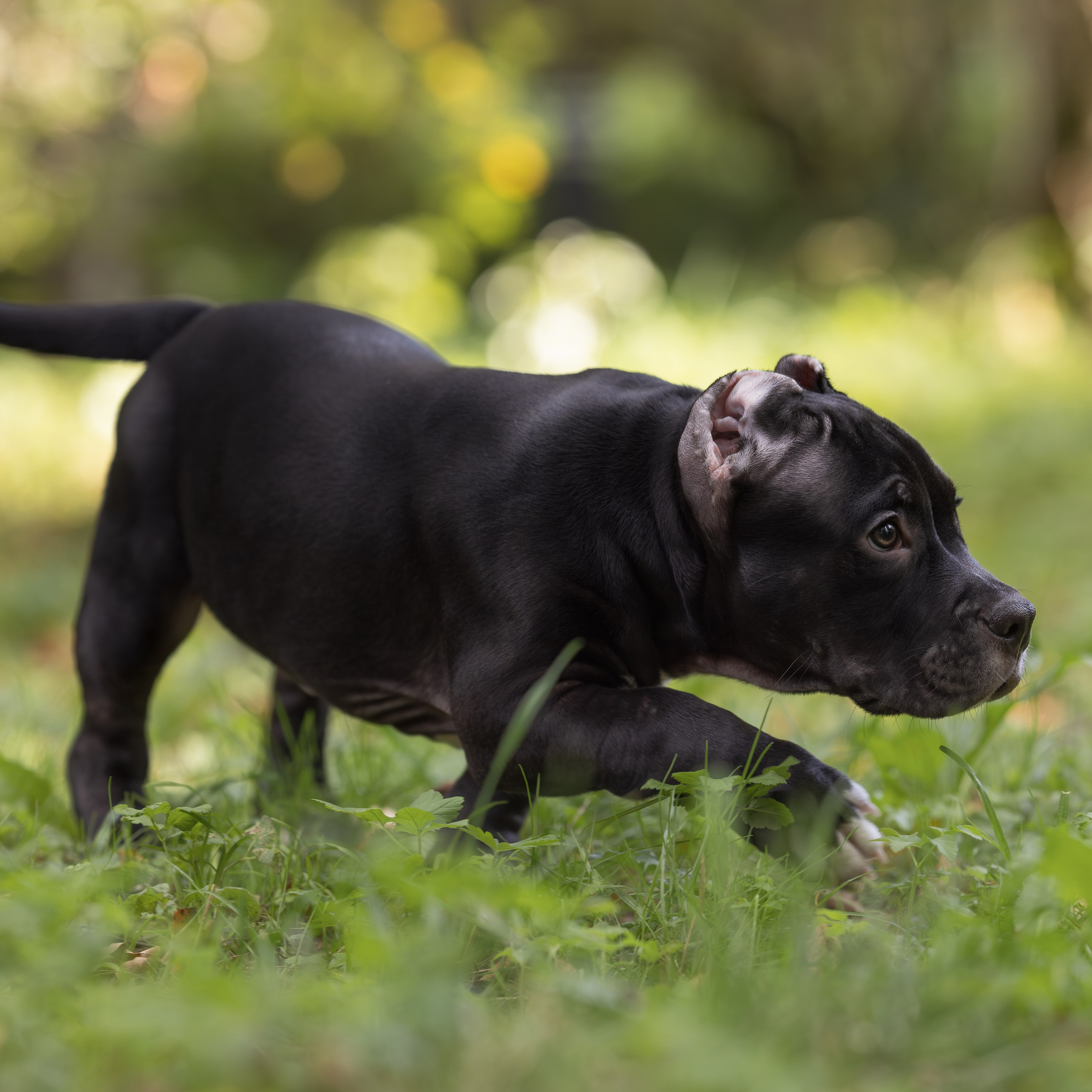Щенки американского булли с родословной, питомник SANGRES FRESCA