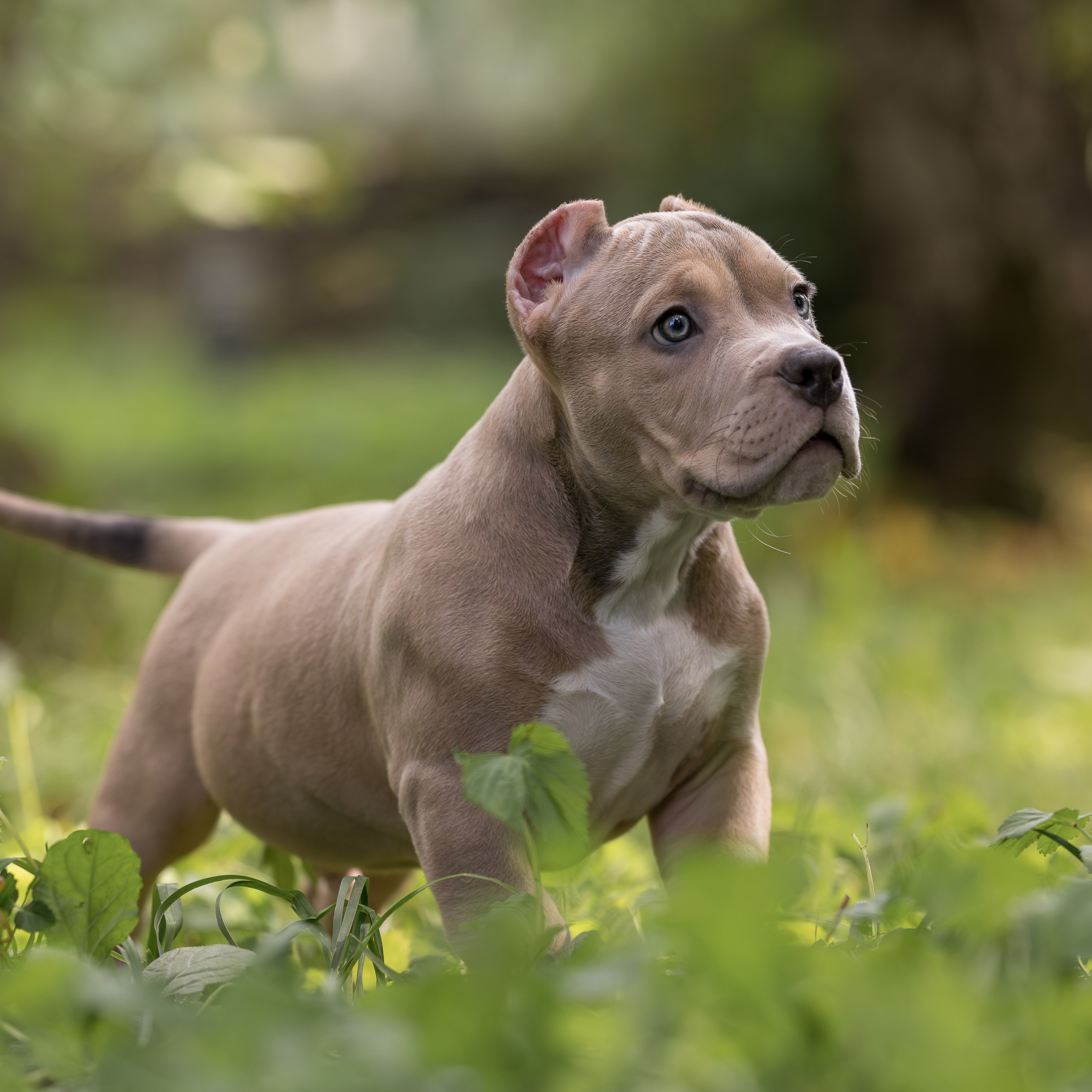 Помёт щенков американского булли SANGRES FRESCA, здоровые и социализированные малыши