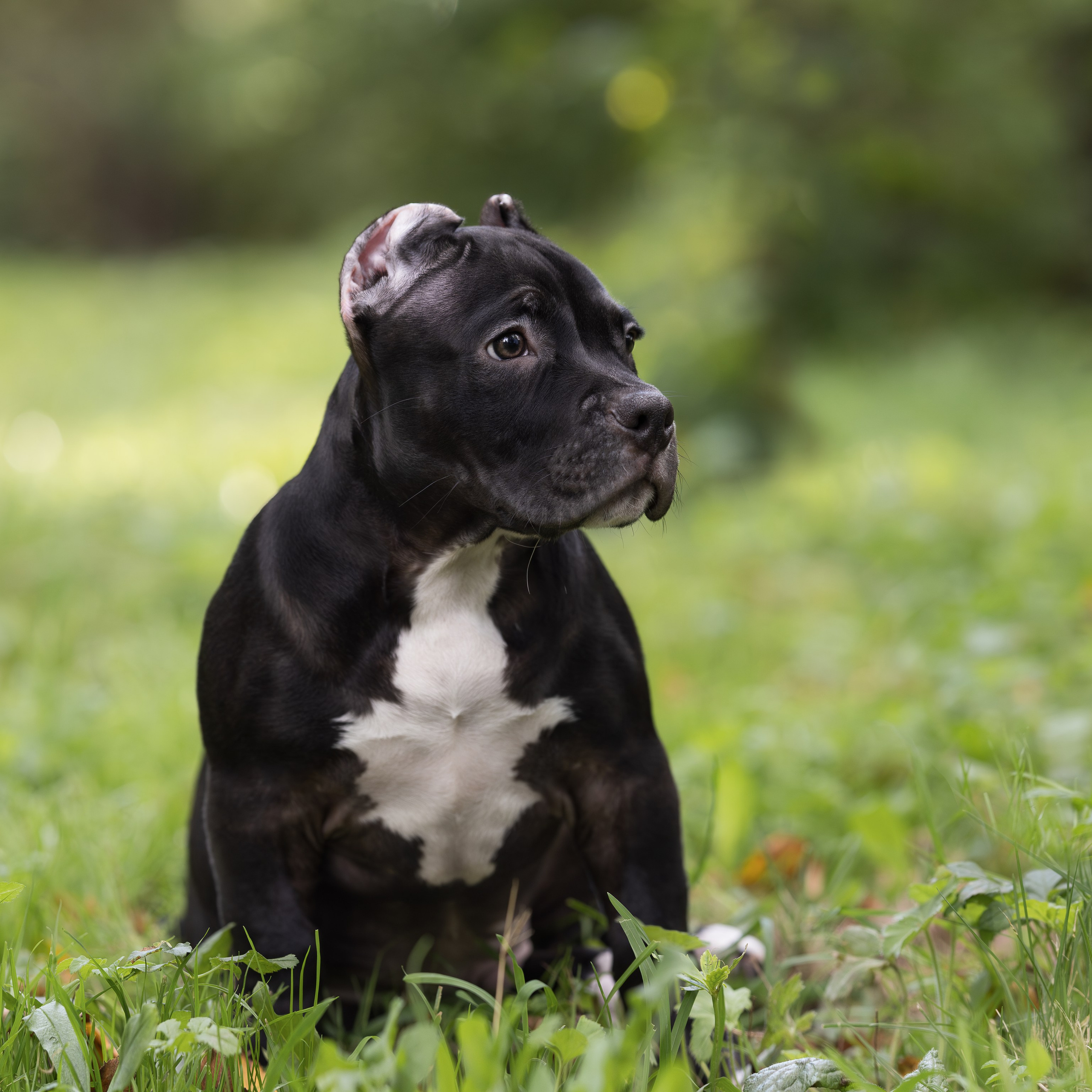 Американские булли щенки из питомника SANGRES FRESCA в Одинцово