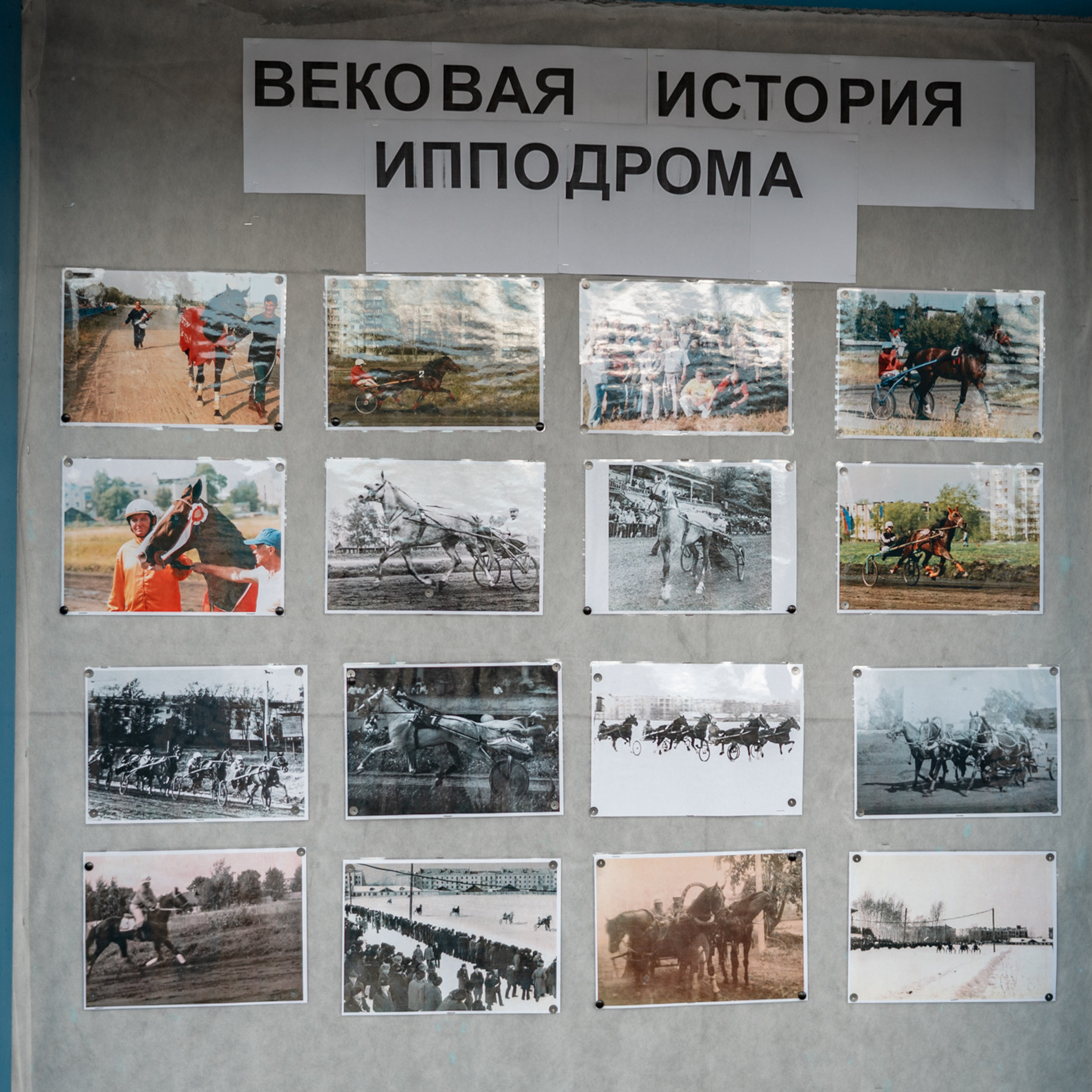 Истории. Конный и фотограф с животными в Твери Топталова Люся