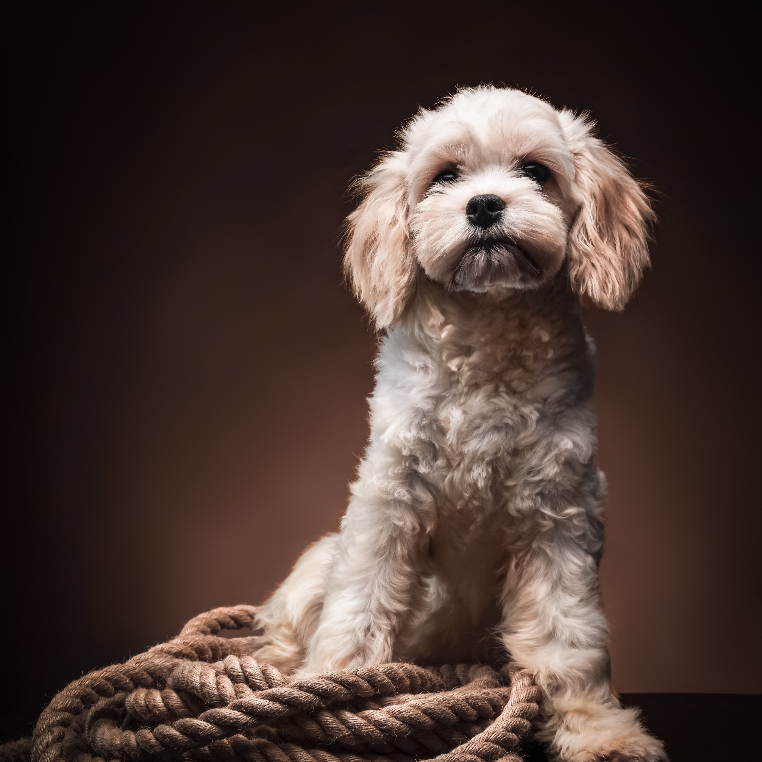 Предметный фотограф в Воронеже Дмитрий Игнатов